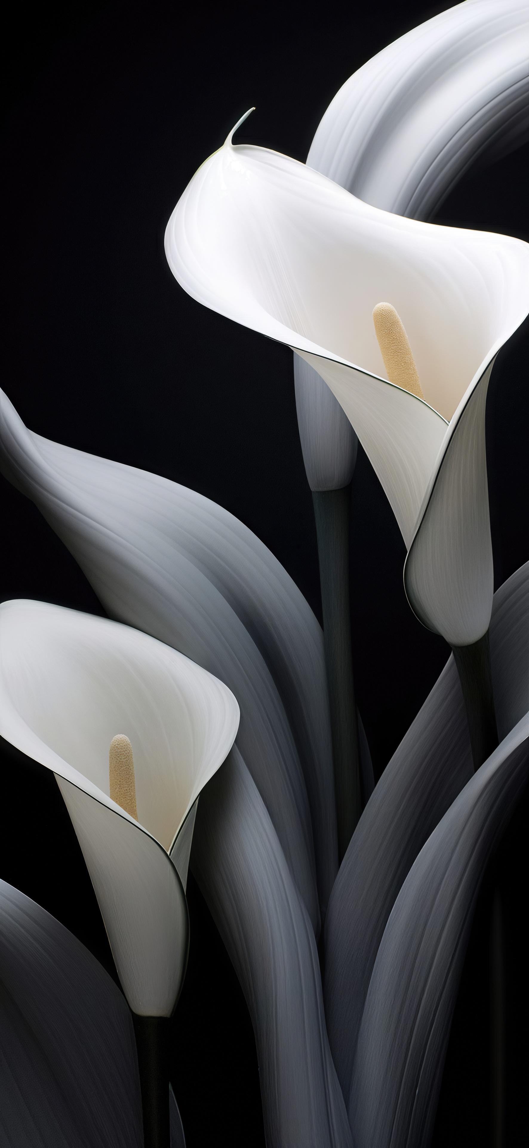 桌面上的壁纸马蹄莲 花 植物学