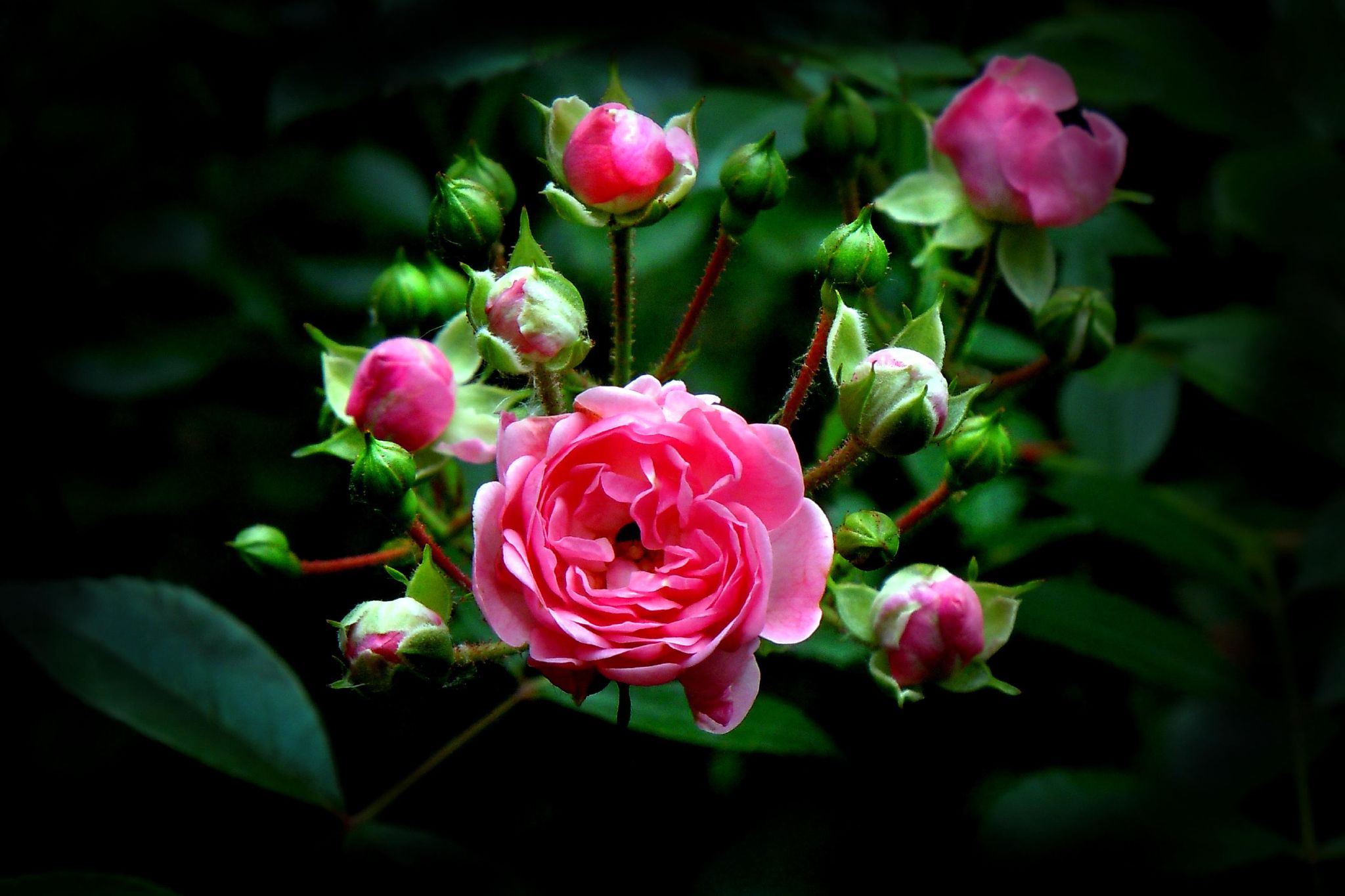 Wallpapers roses pink flowers pink roses on the desktop