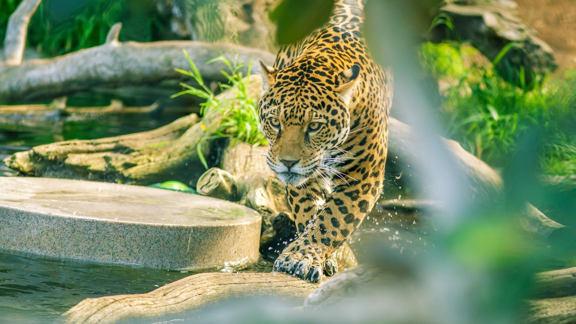 Wallpapers wallpaper jaguar predator big cats on the desktop