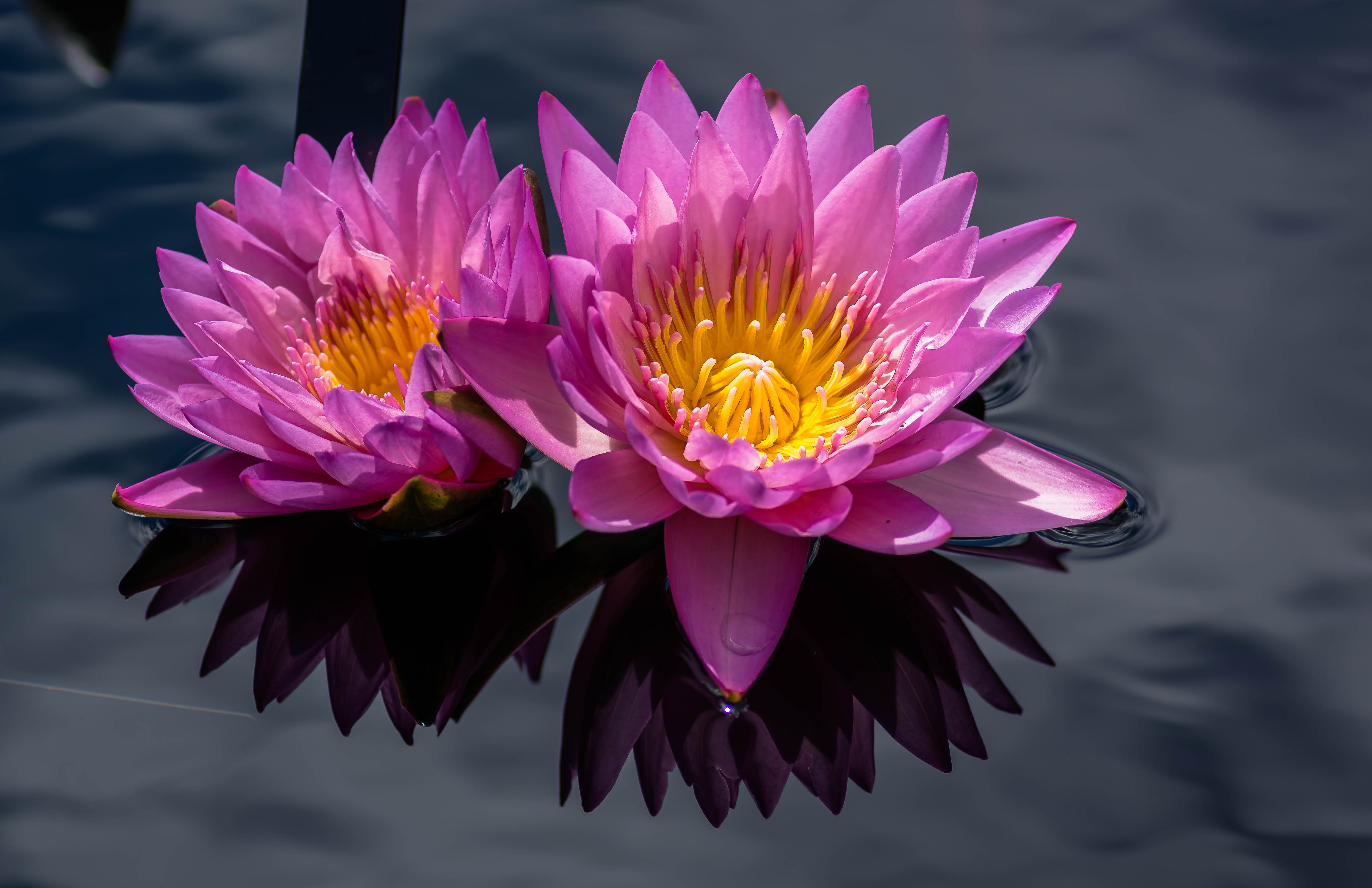 Wallpapers water-lilies flowers beautiful flowers on the desktop