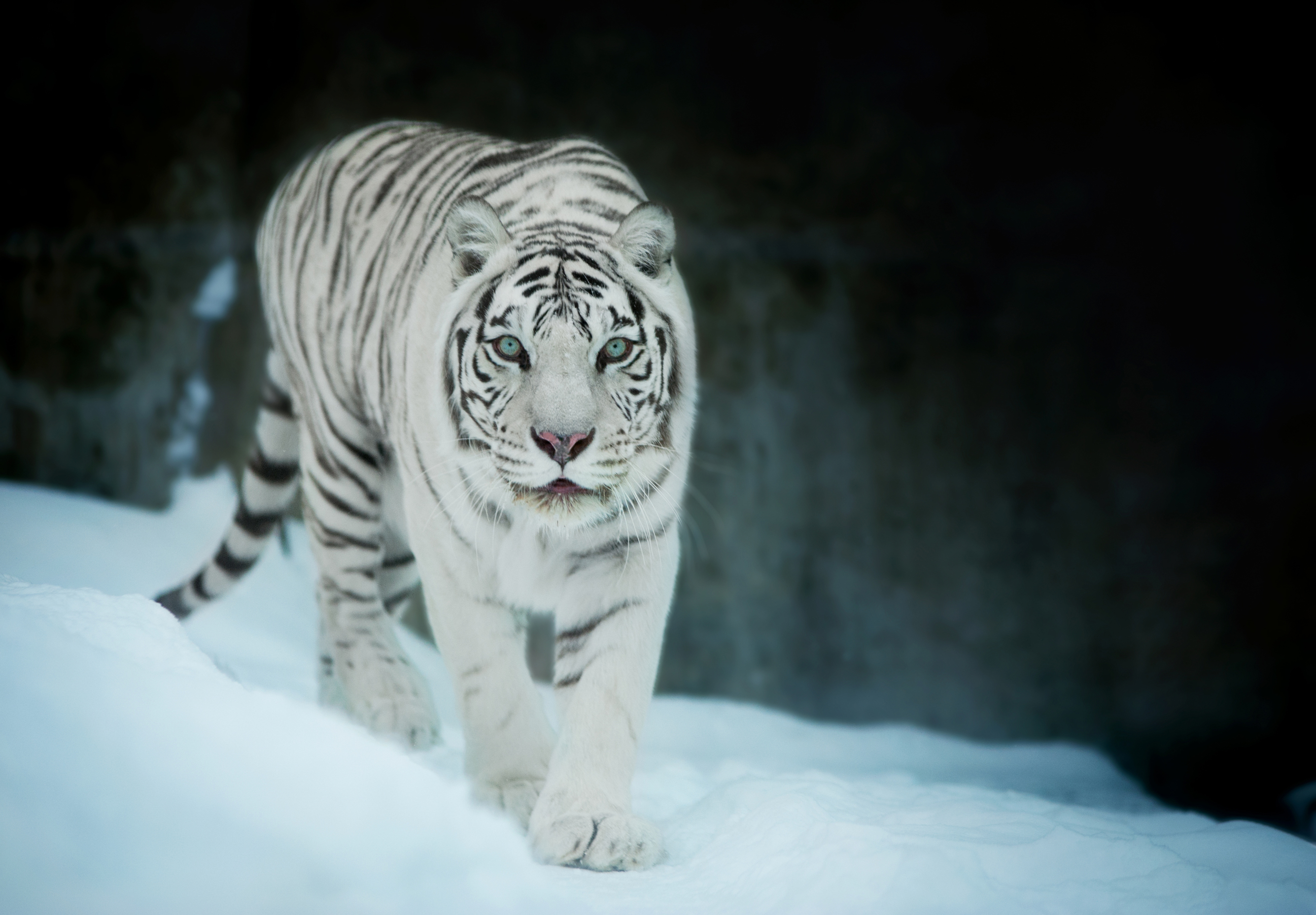 Free photo A white tiger looks at the photographer