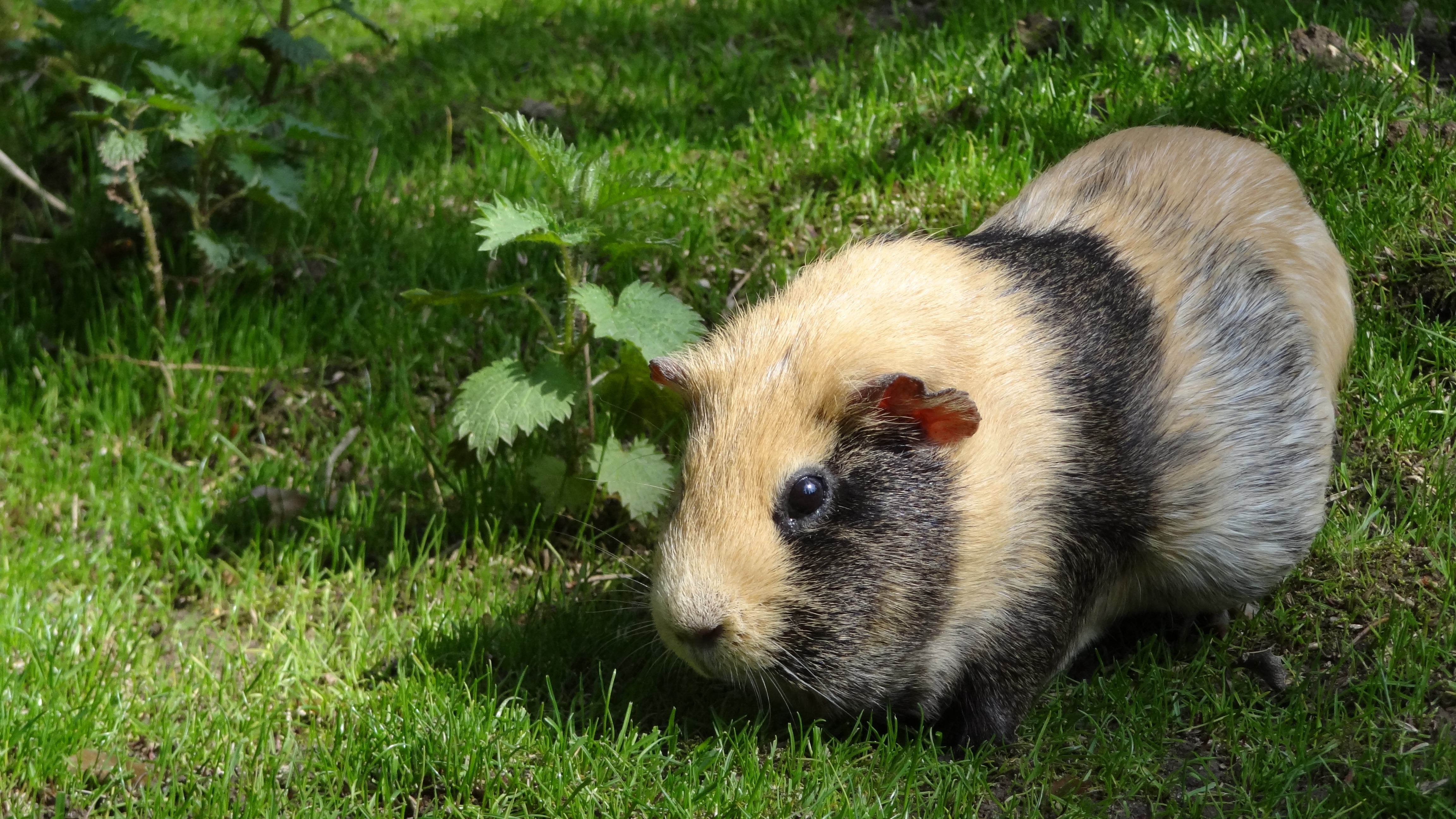 Wallpapers grass sweet animal on the desktop