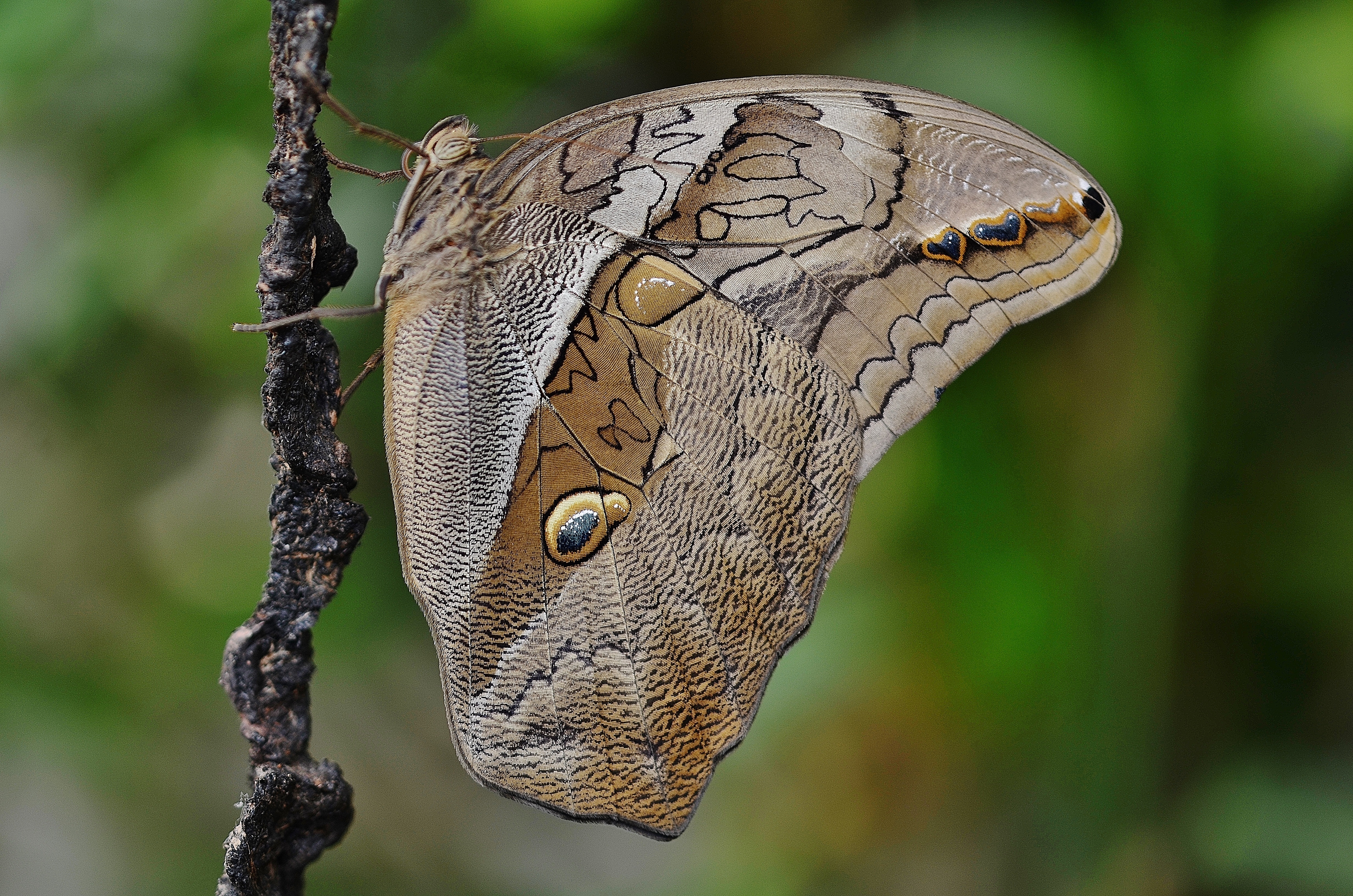 Free photo A dark butterfly with an unusual pattern.