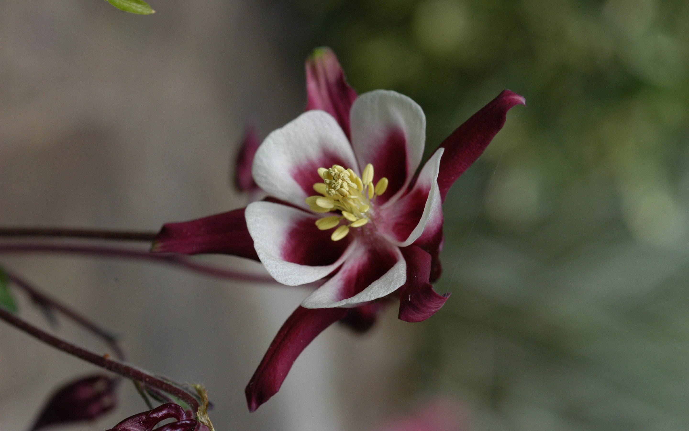 Free photo Colorful petals in dark cherry color