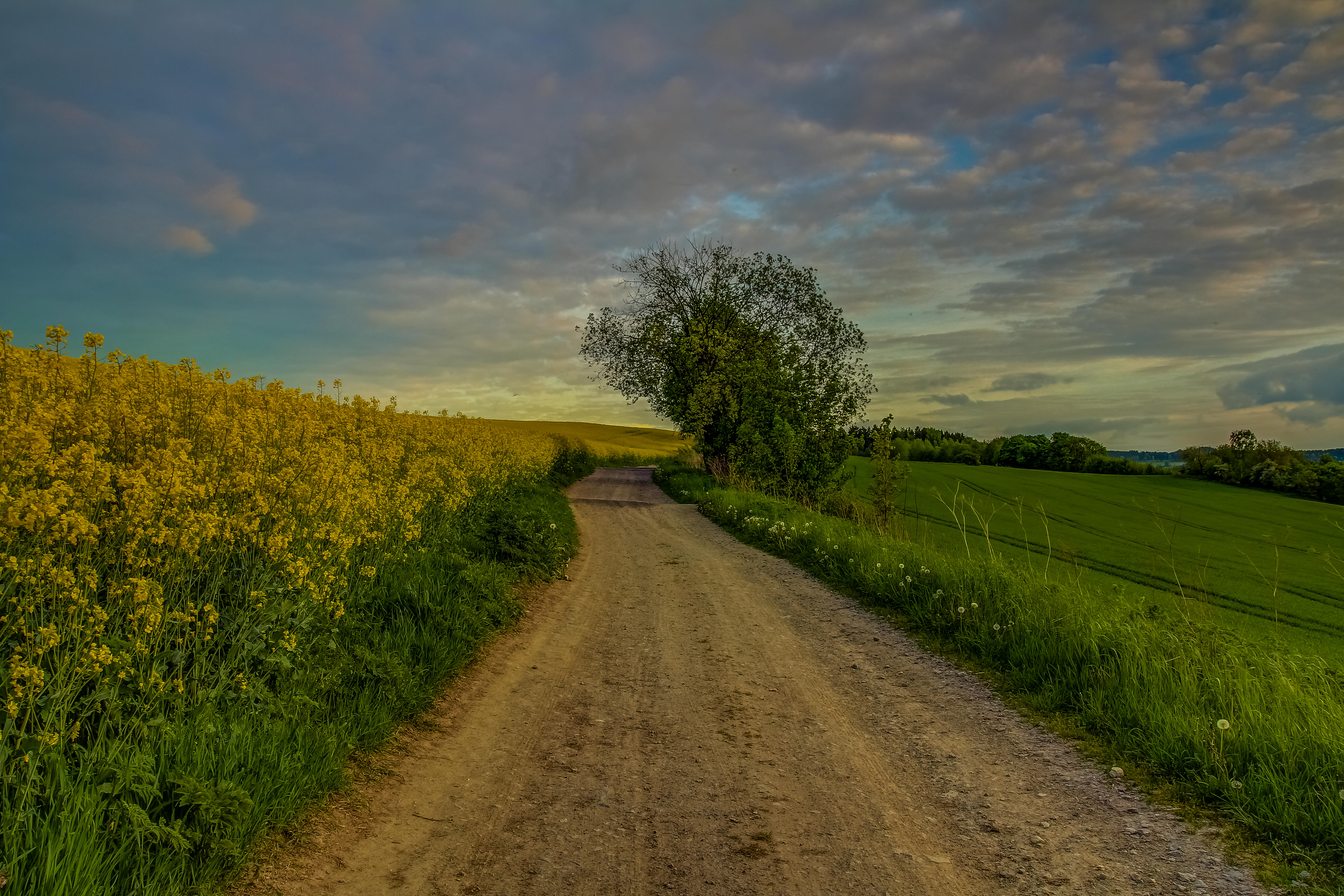 Wallpapers dirt road trees green grass on the desktop