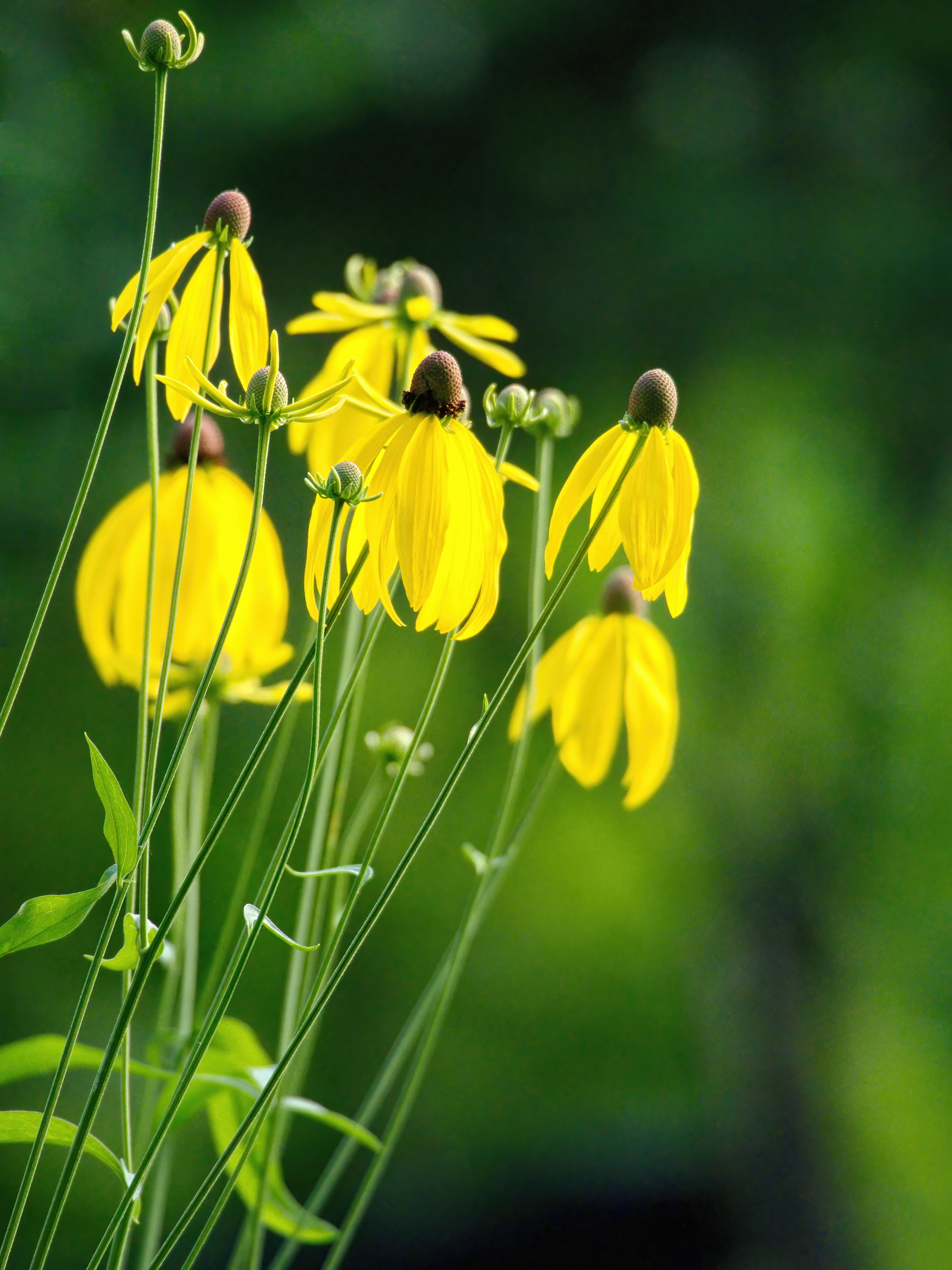 桌面上的壁纸黄的 鲜花 夏季