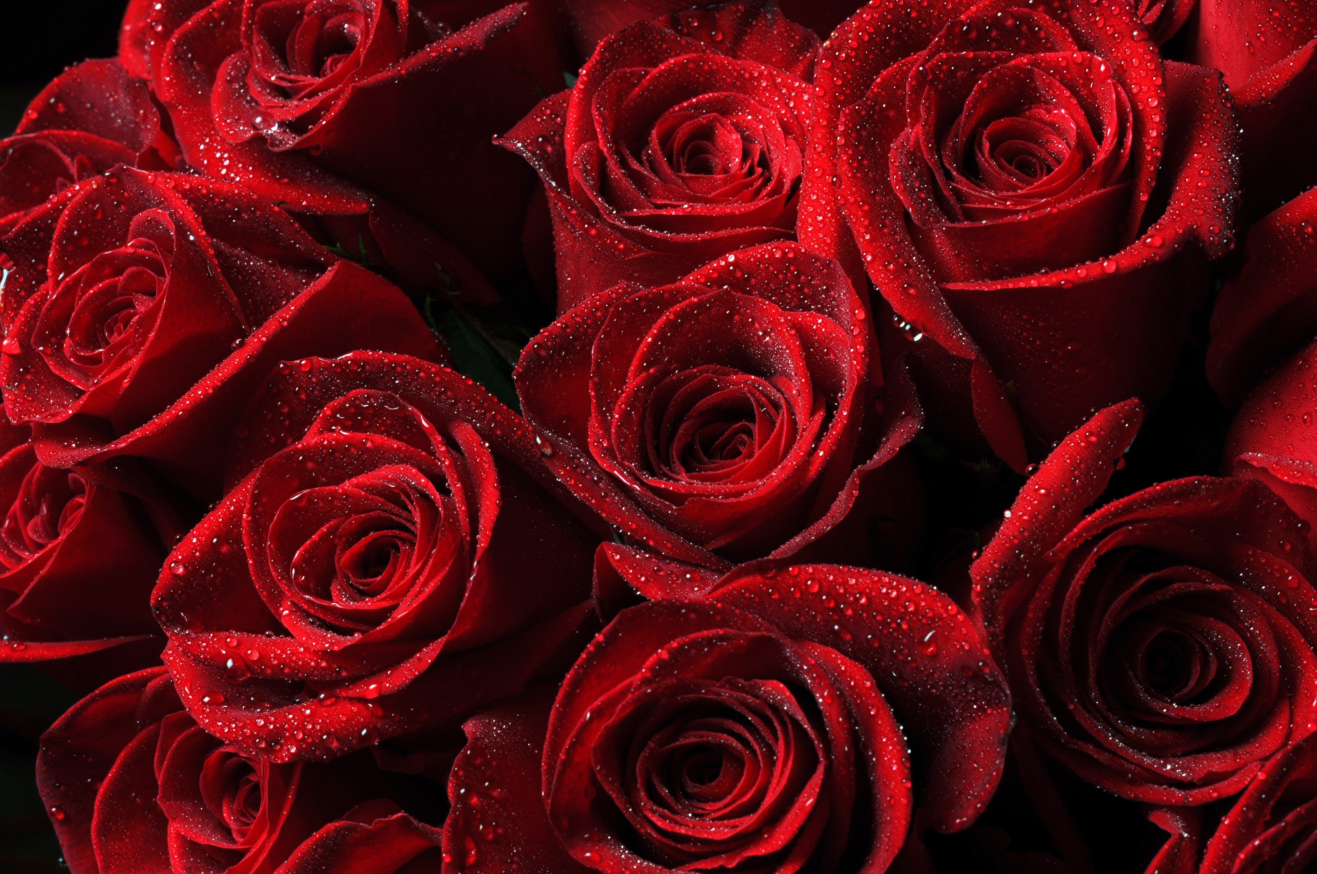 Обои капли розы красные на рабочий стол