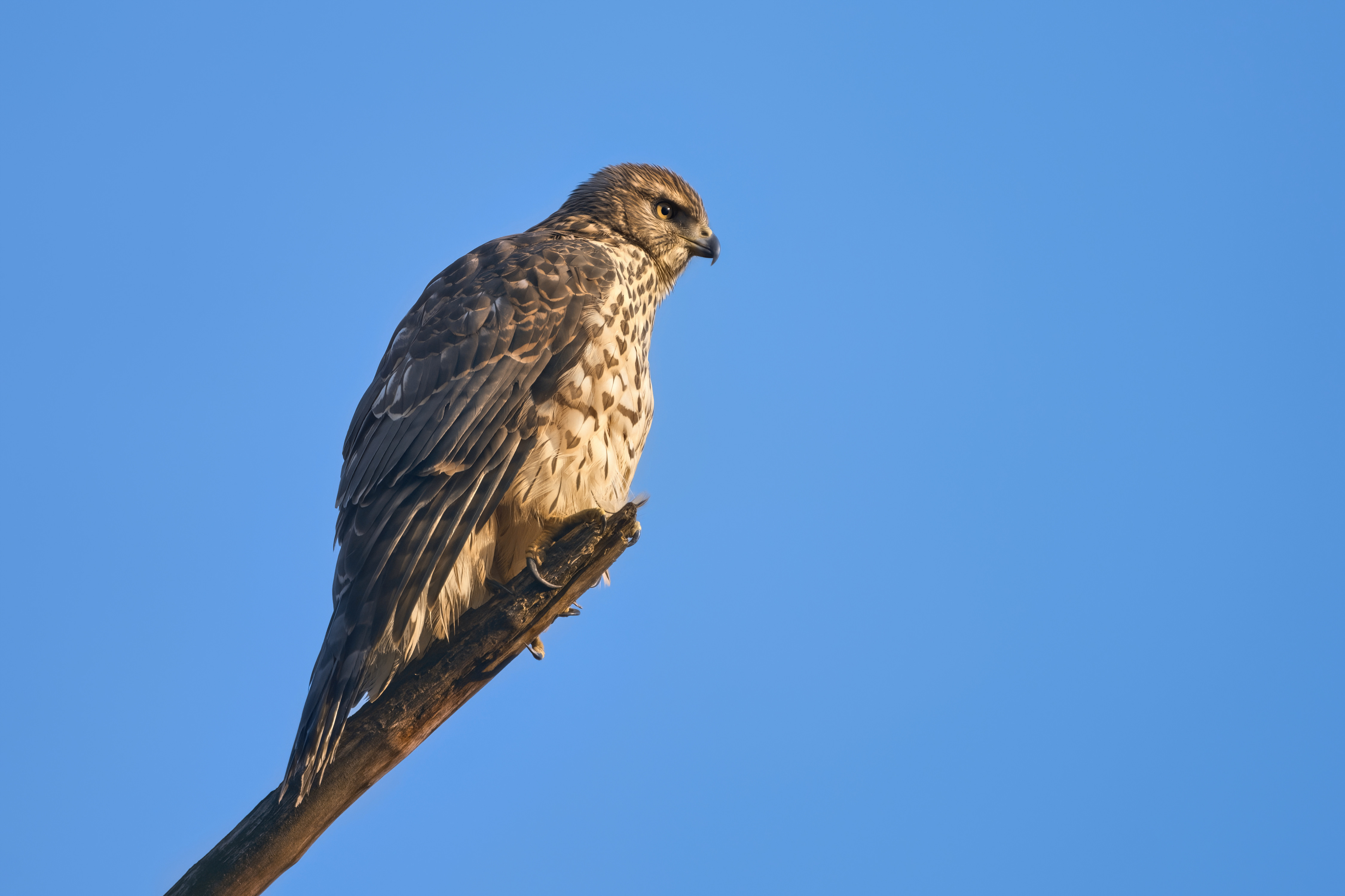 A hawk sits on a branch against a blue sky