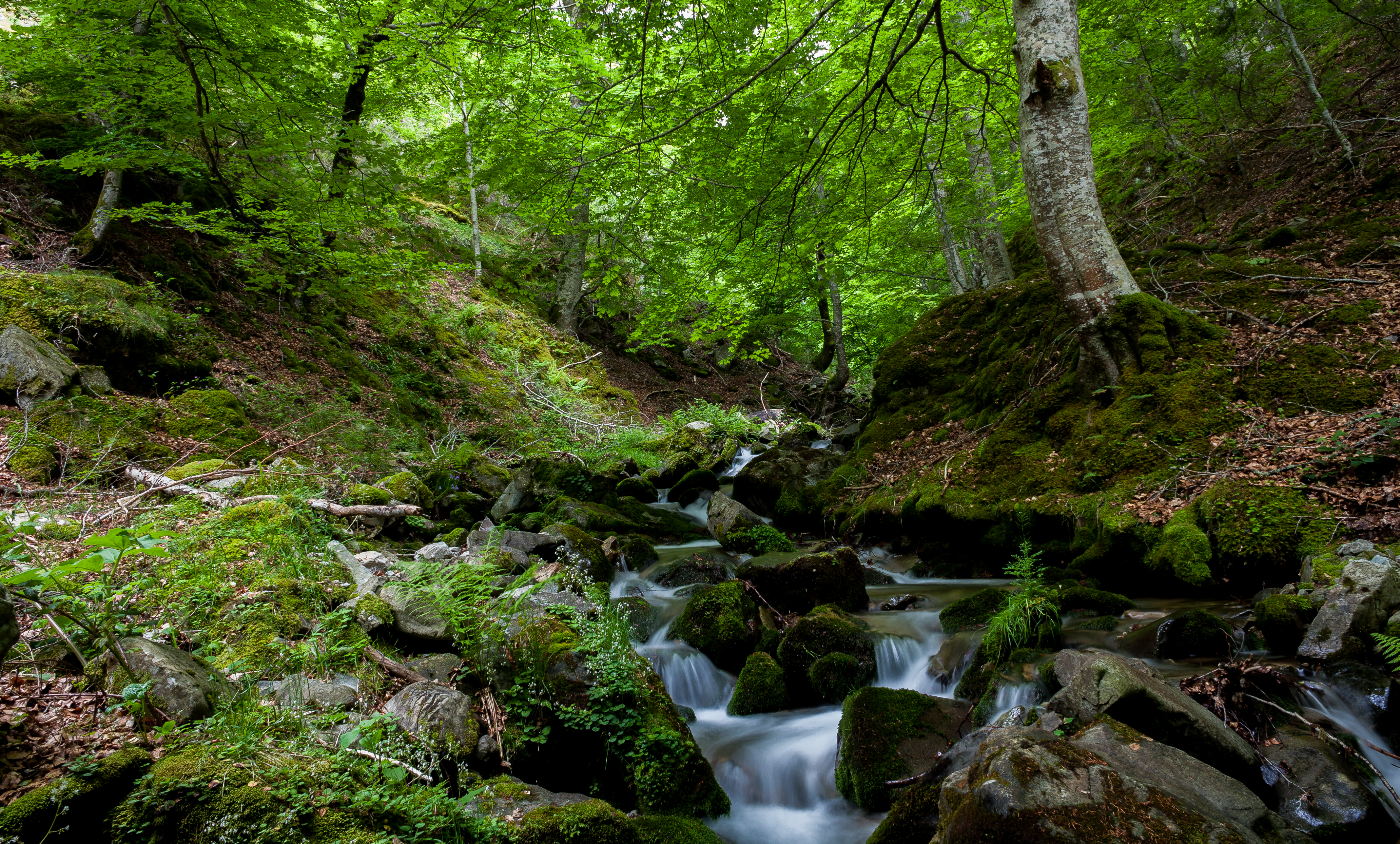 Wallpapers stones greens trees on the desktop