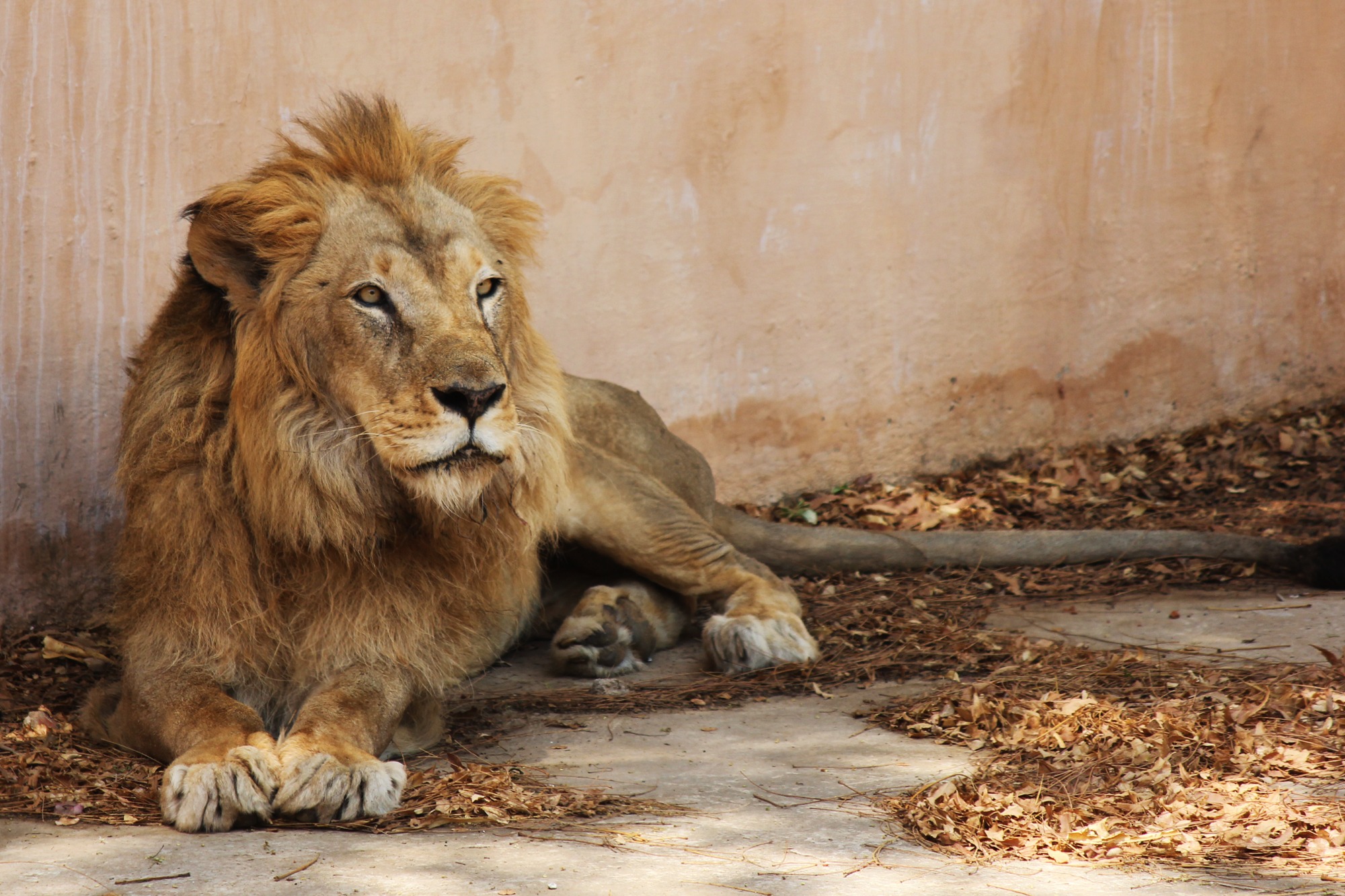 Wallpapers lion mane animal on the desktop