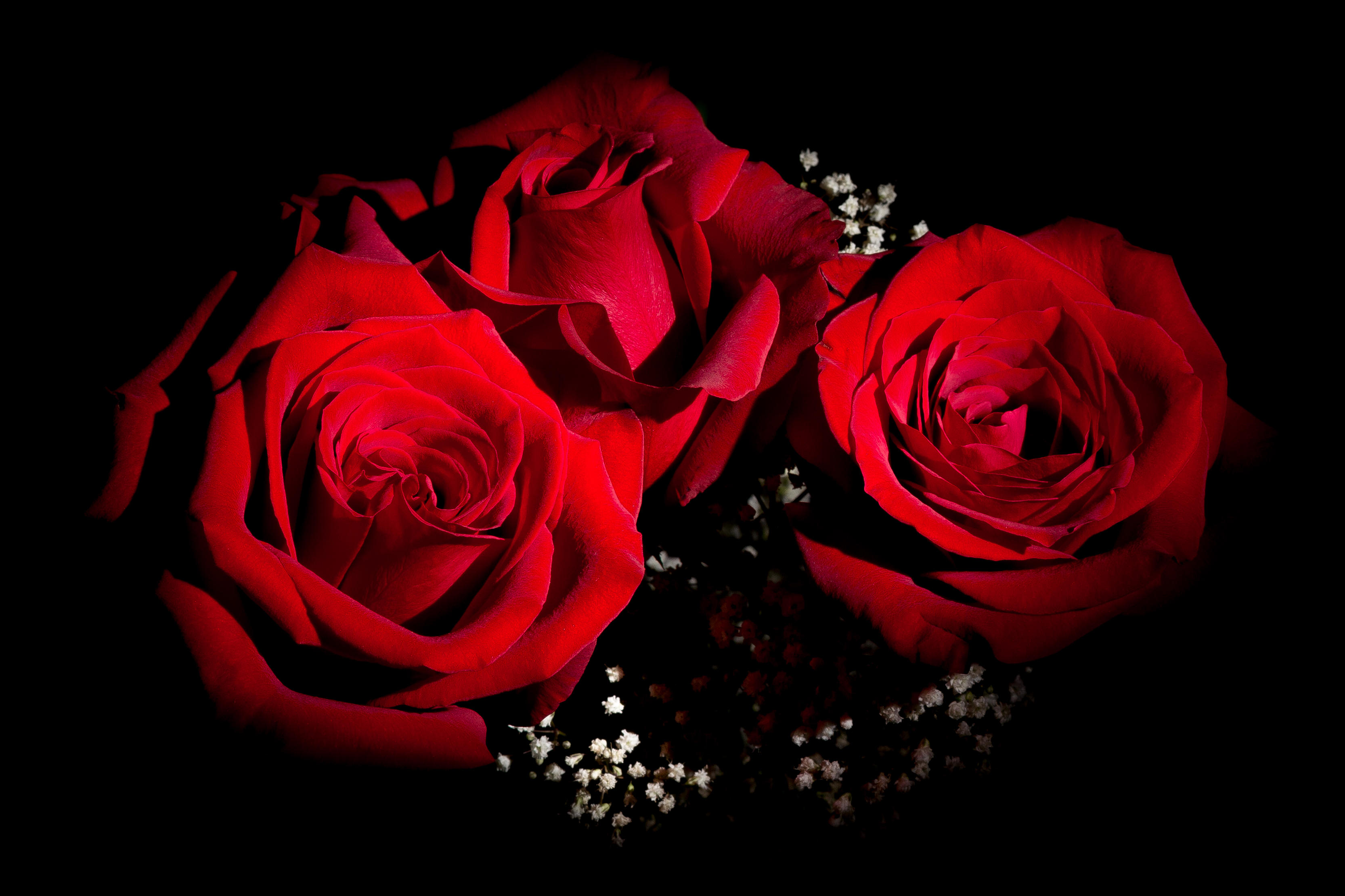 Обои флора три розы красные розы на рабочий стол