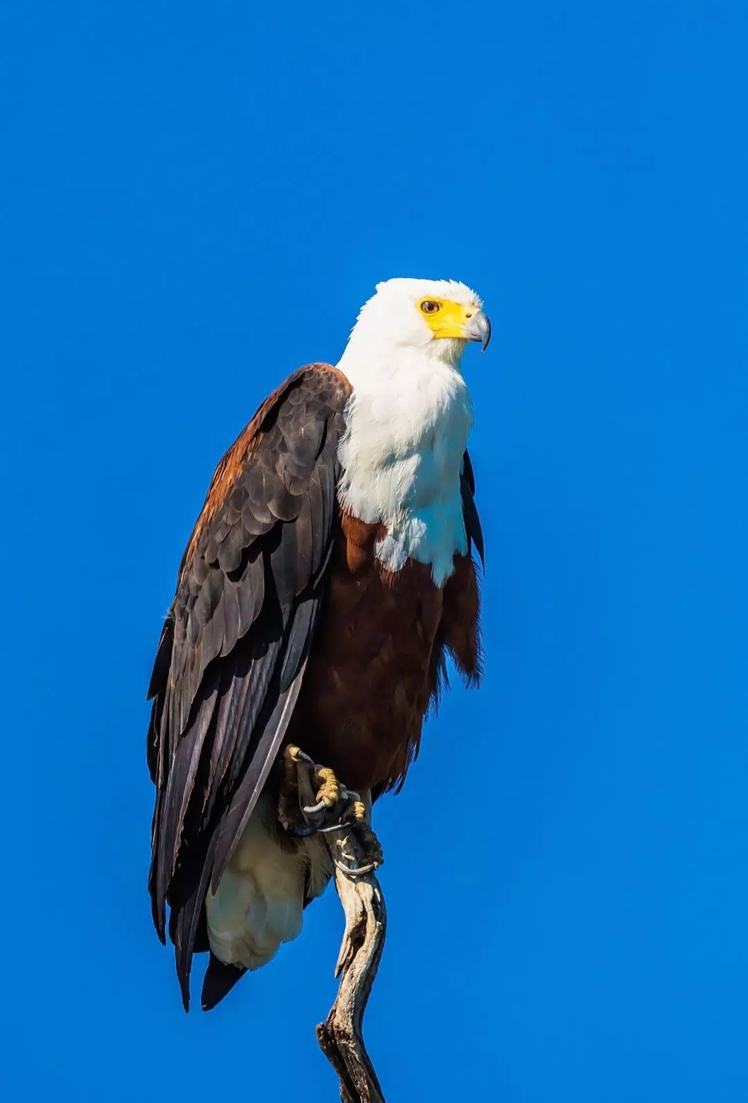 Бесплатное фото Африканский рыбный орел