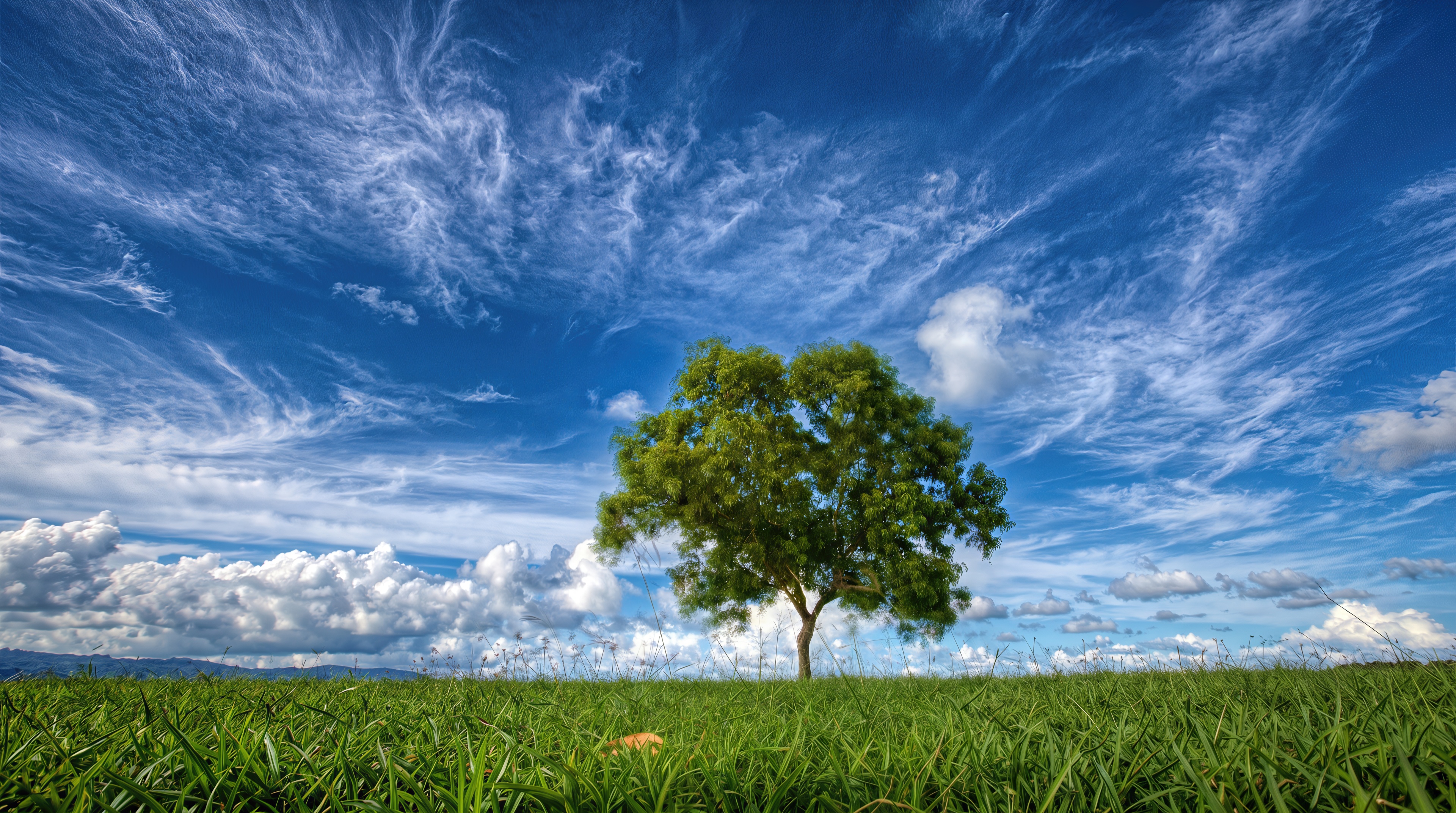 Free photo A single green tree spreads its crown in the middle of an endless grassy field under a dynamic blue sky.