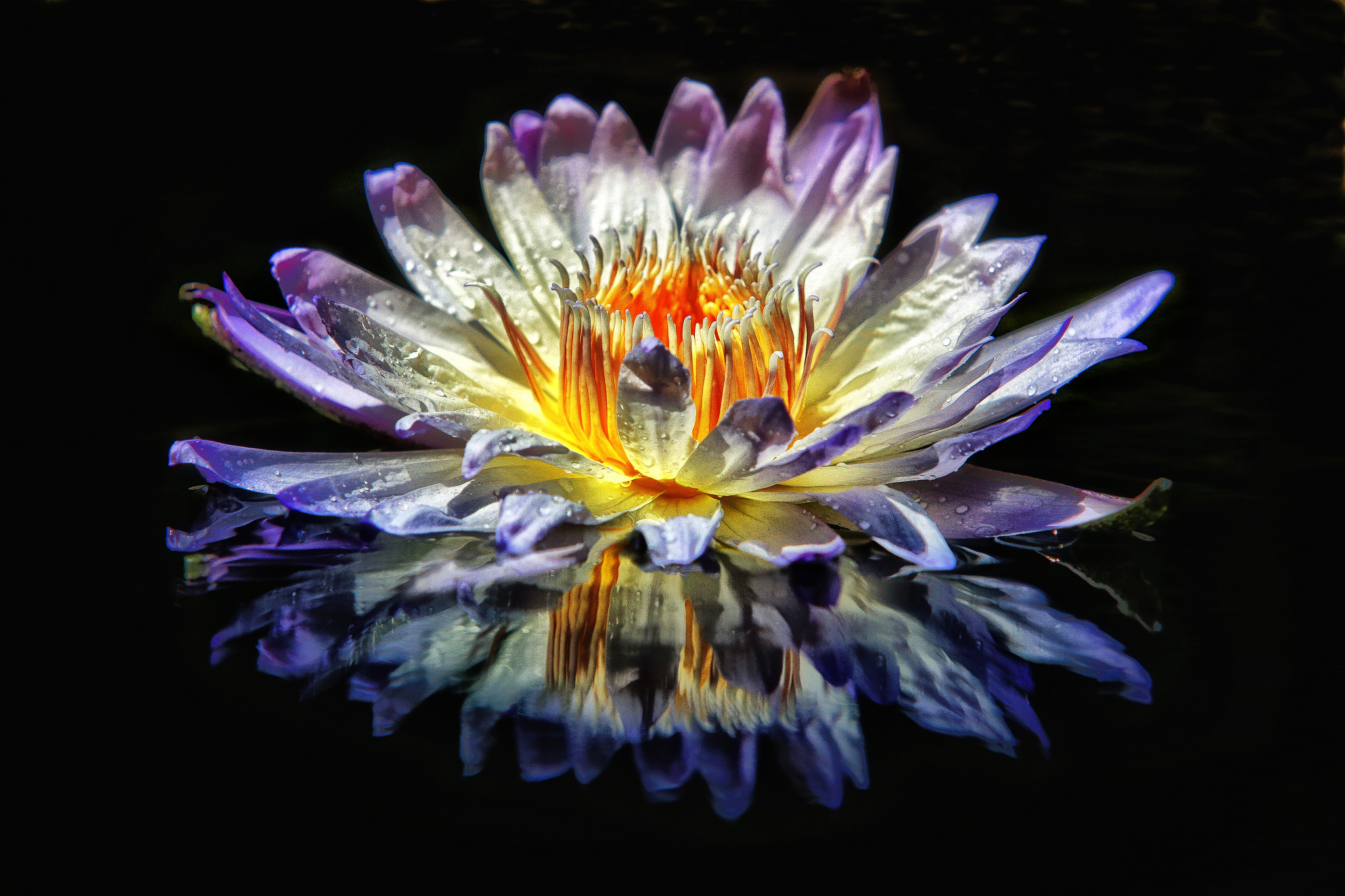 Free photo Photo pond, water lilies in good quality