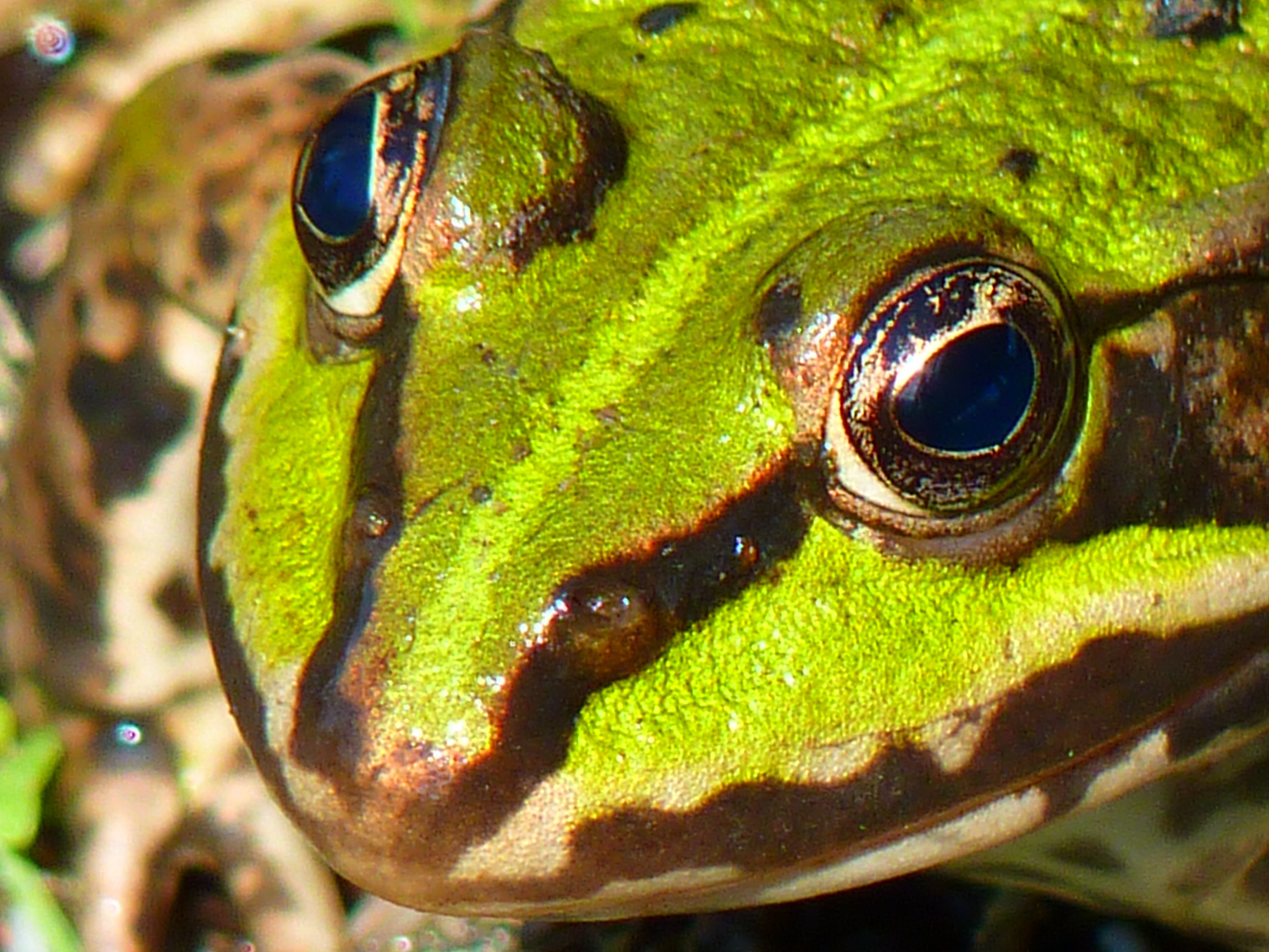 绿色青蛙的眼睛特写。
