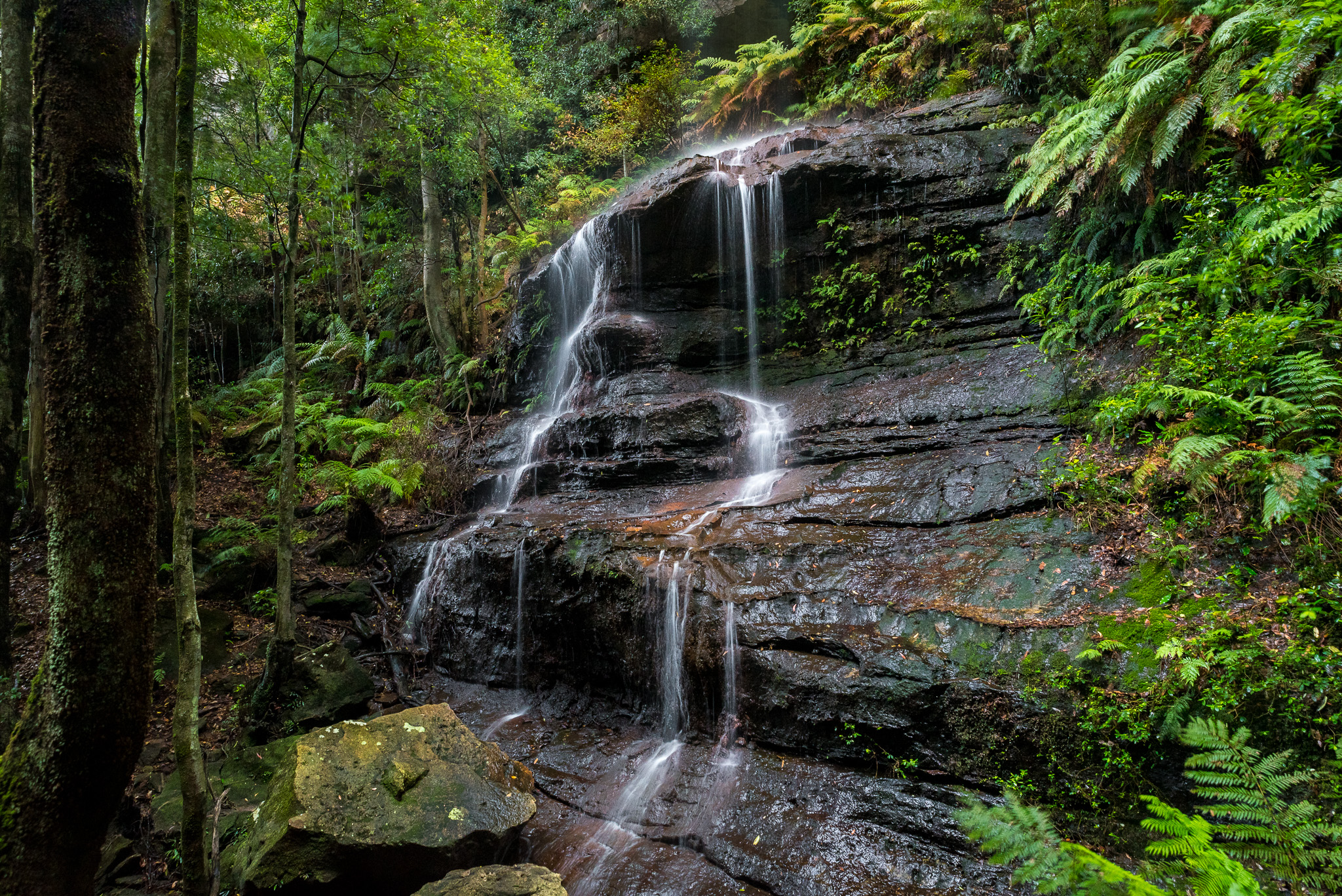 Wallpapers Katoomba Australia forest on the desktop