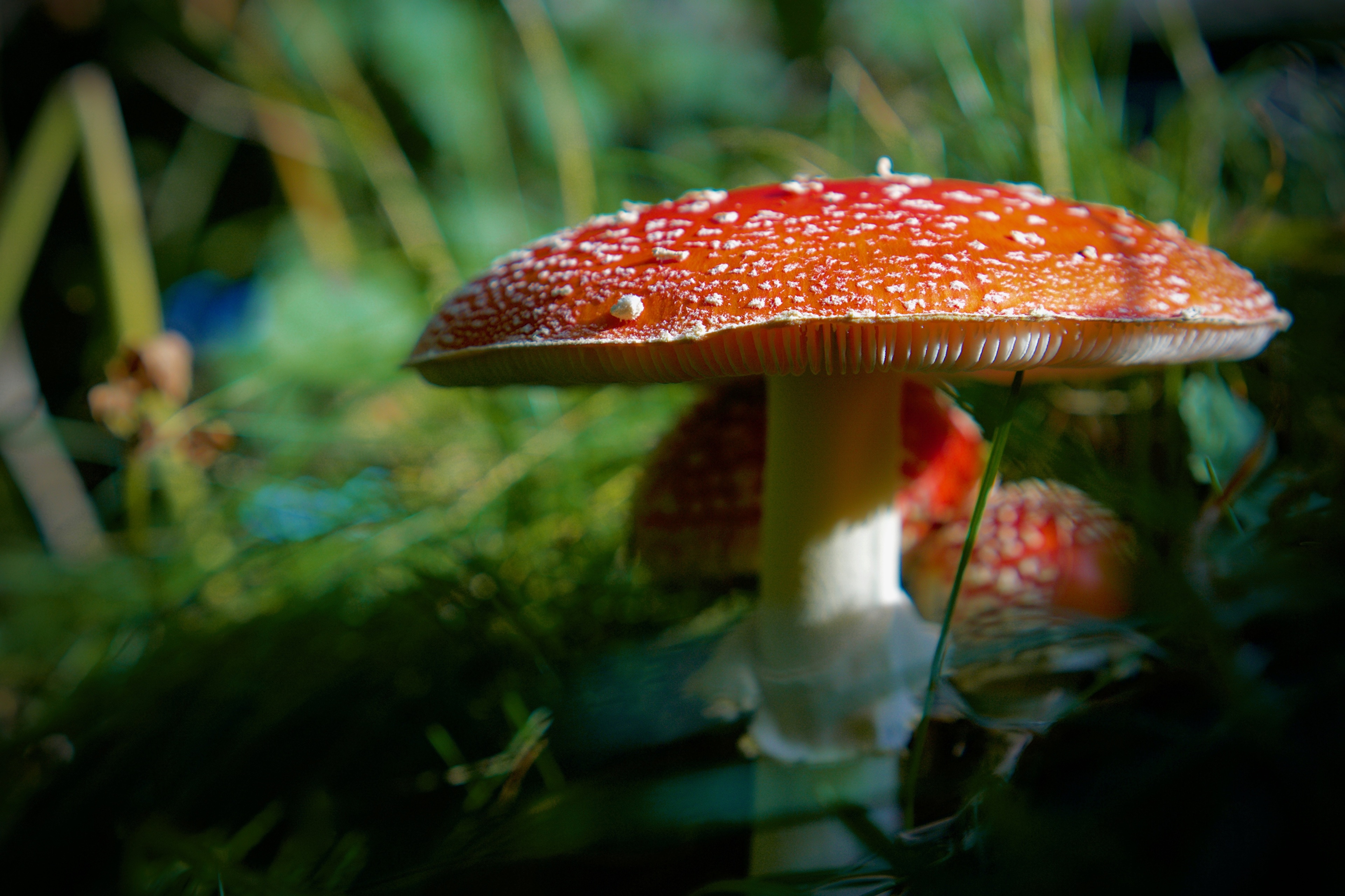 Wallpapers closeup mushrooms nature mushrooms nature amanita on the desktop