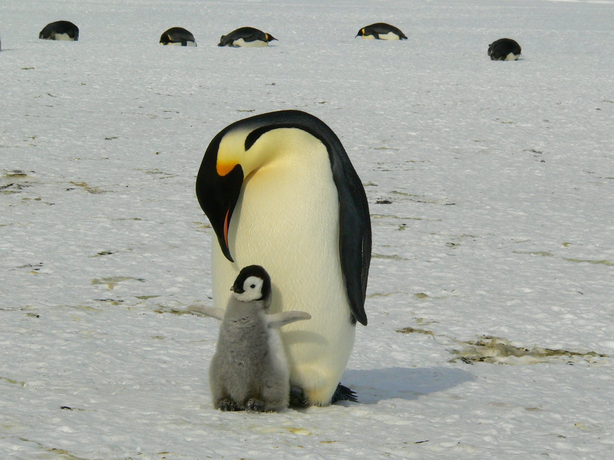 企鹅妈妈和幼崽