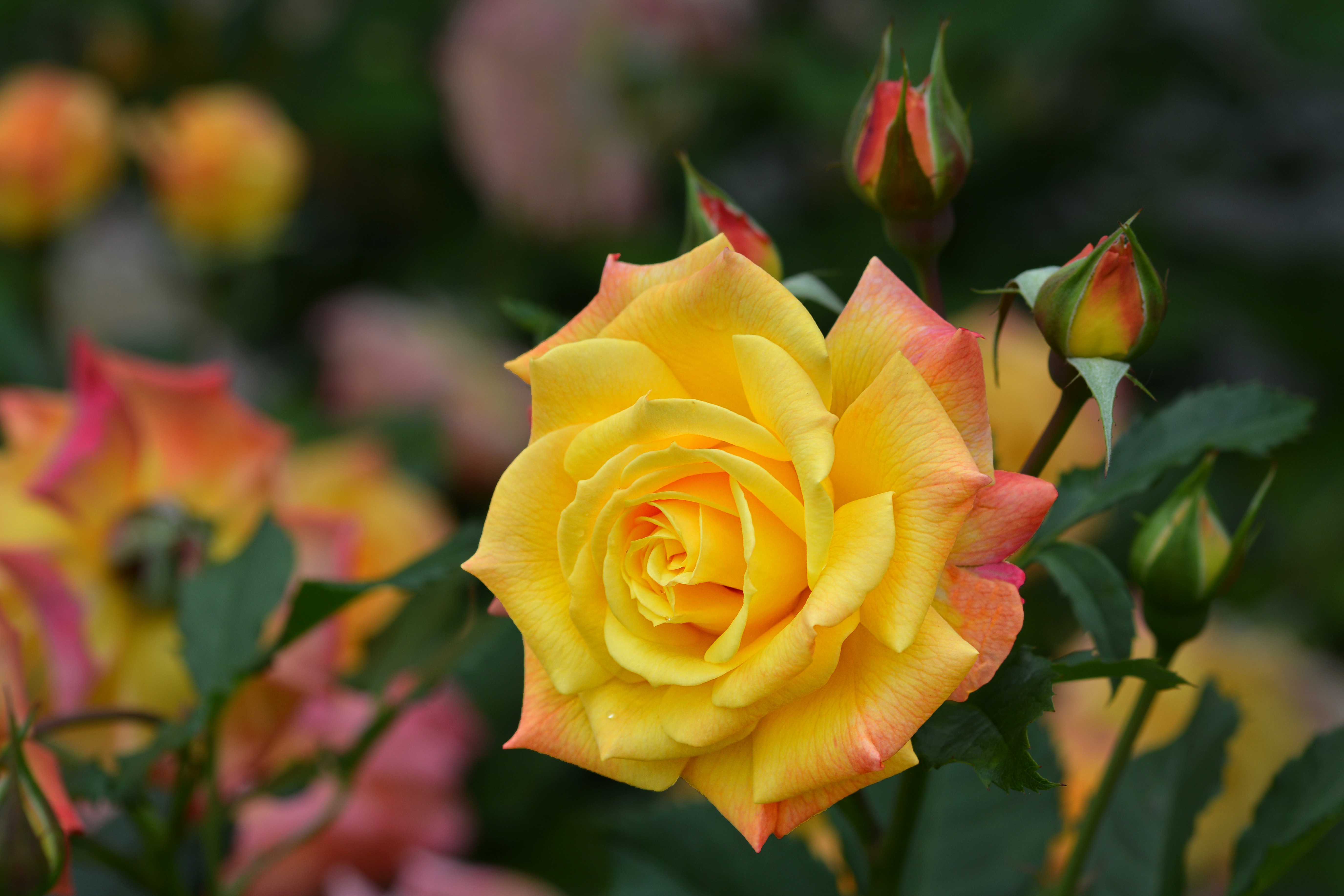 一朵孤独的黄玫瑰
