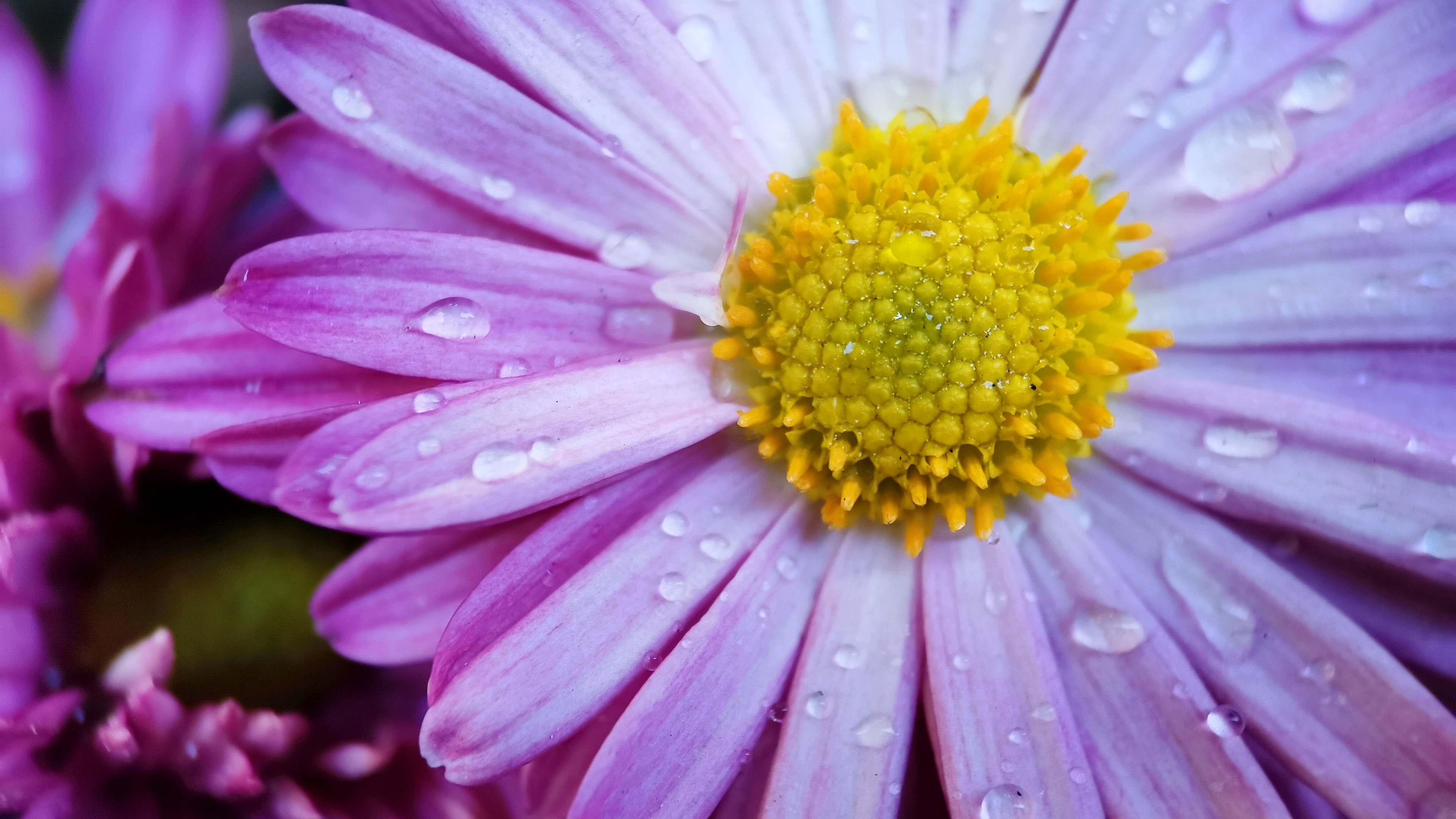 Pink chrysanthemum with water drops on petals
