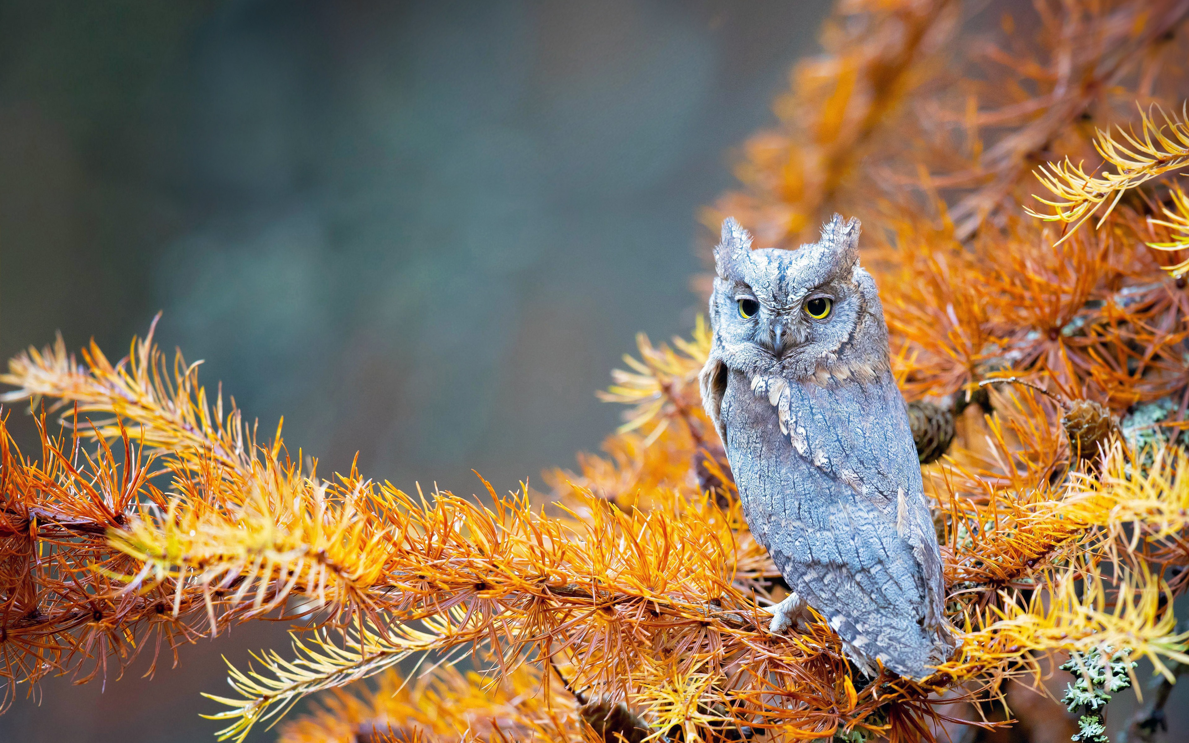 An owl sits on a branch with yellow needles.