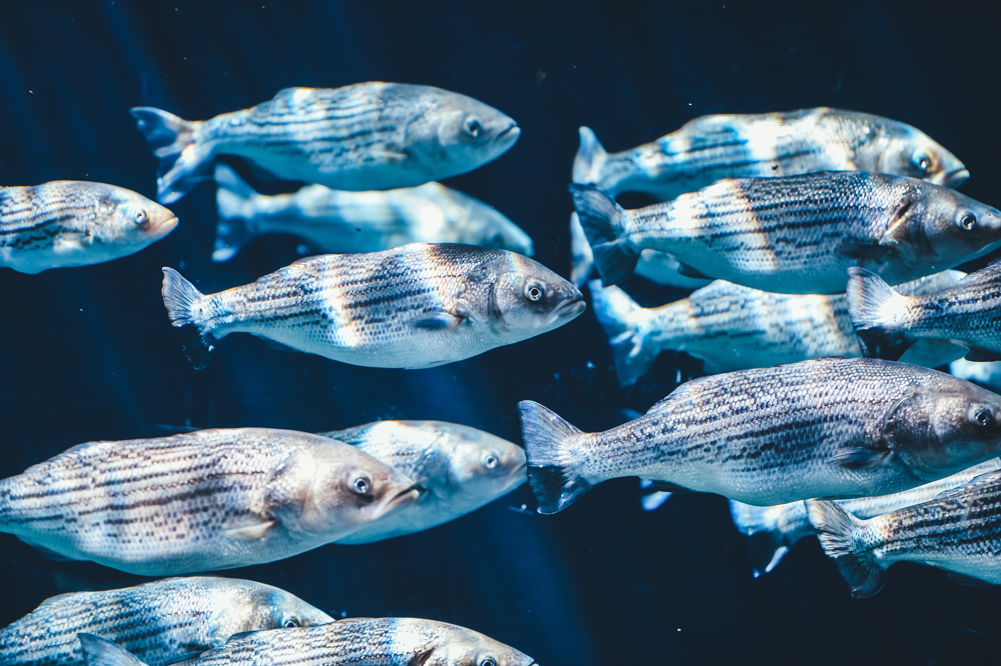 桌面上的壁纸水 水下 生物学