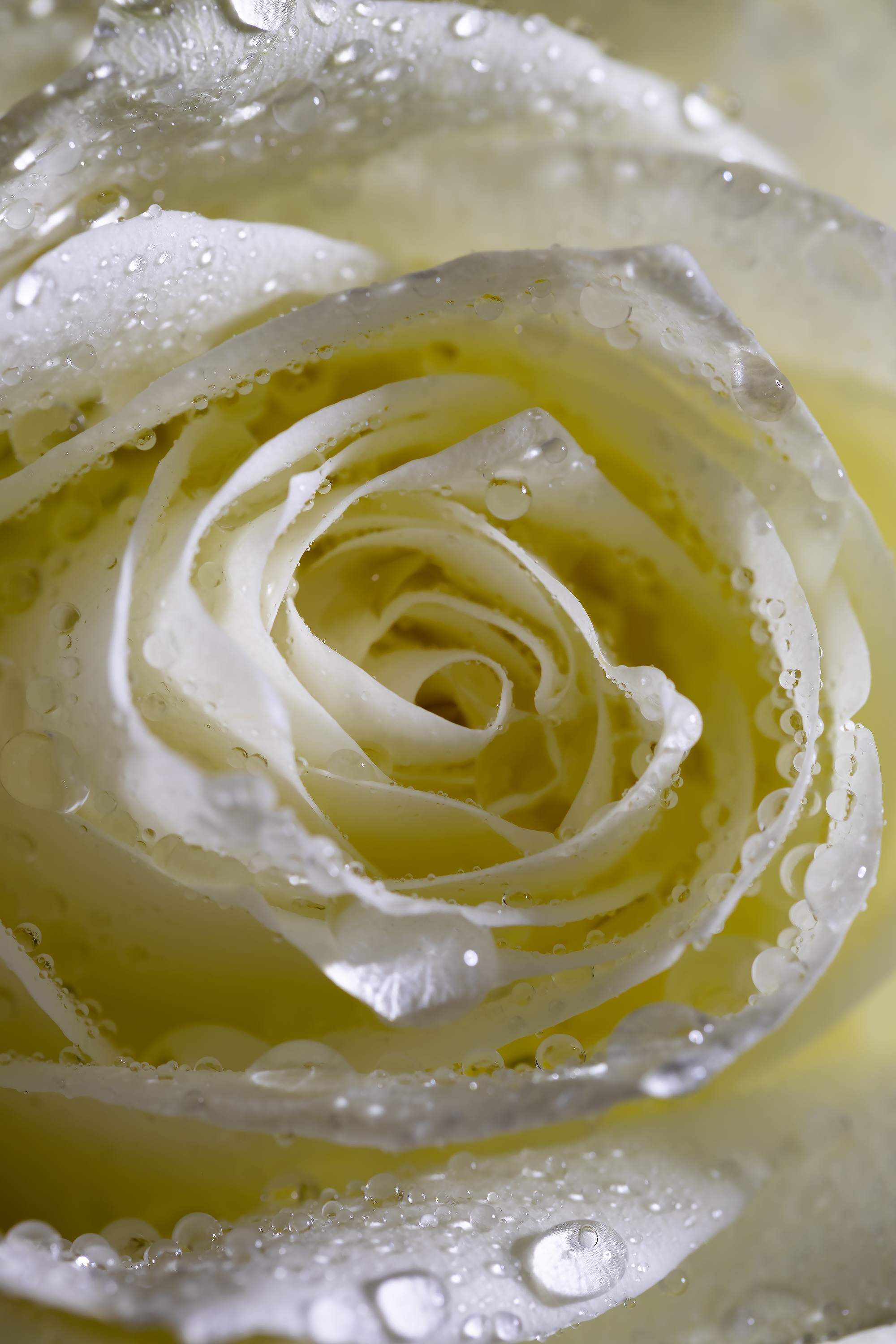 Your likes collection