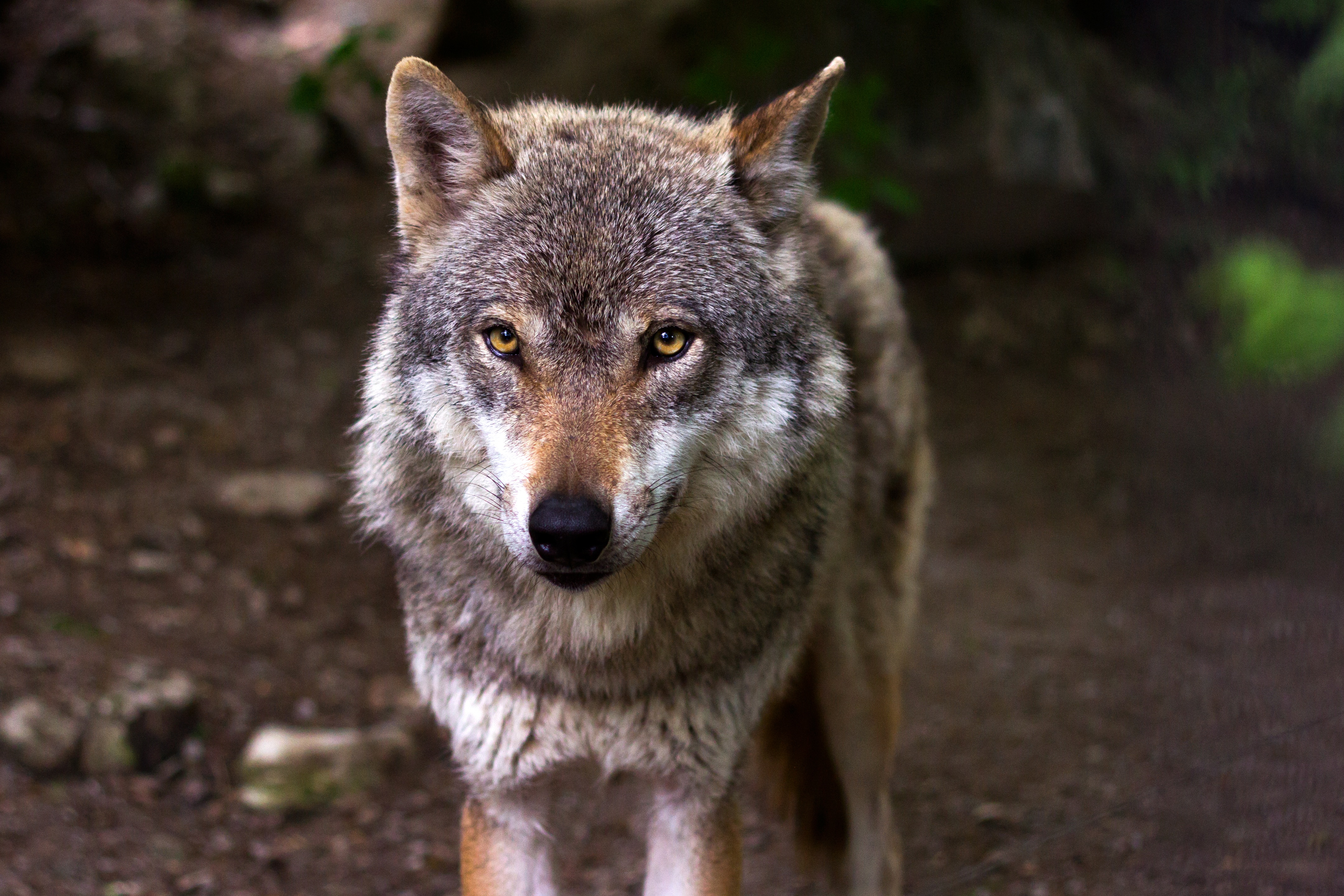 Free photo The wolf looks intently into his eyes