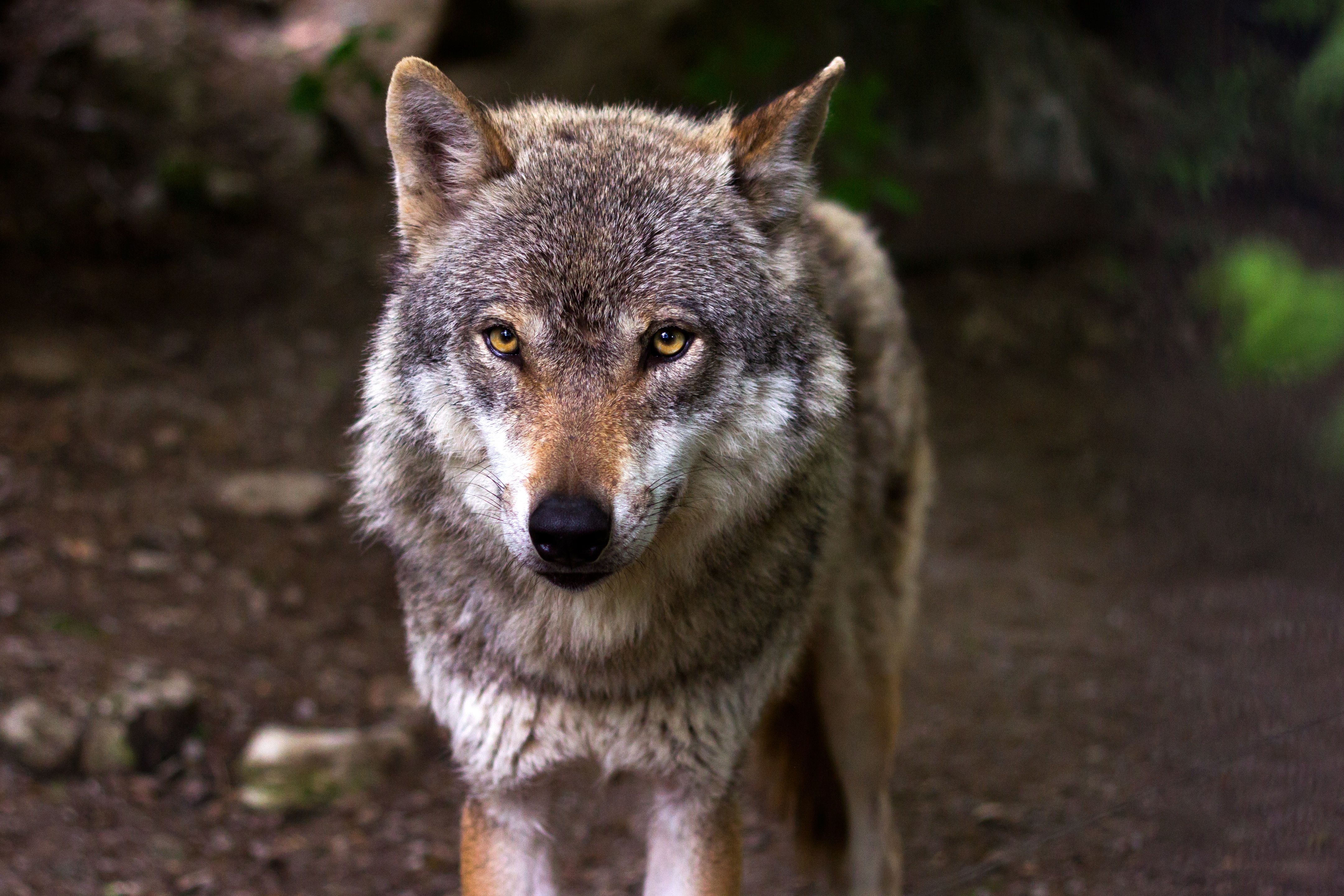 Бесплатное фото Волк внимательно смотрит в глаза