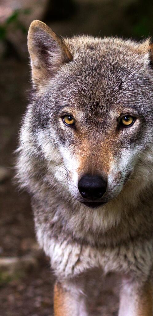 Бесплатное фото Волк внимательно смотрит в глаза