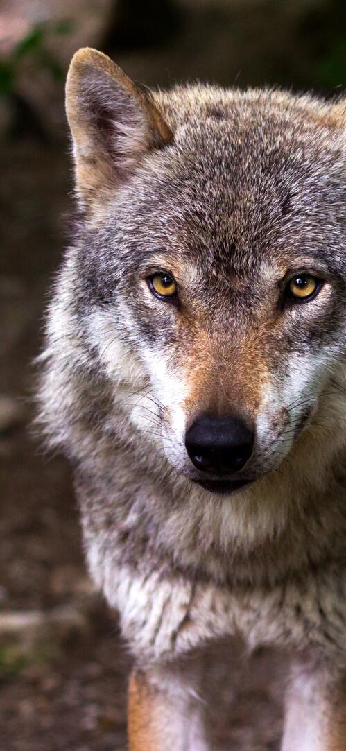Бесплатное фото Волк внимательно смотрит в глаза