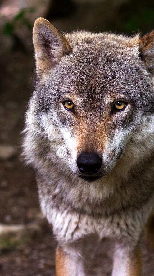 Бесплатное фото Волк внимательно смотрит в глаза