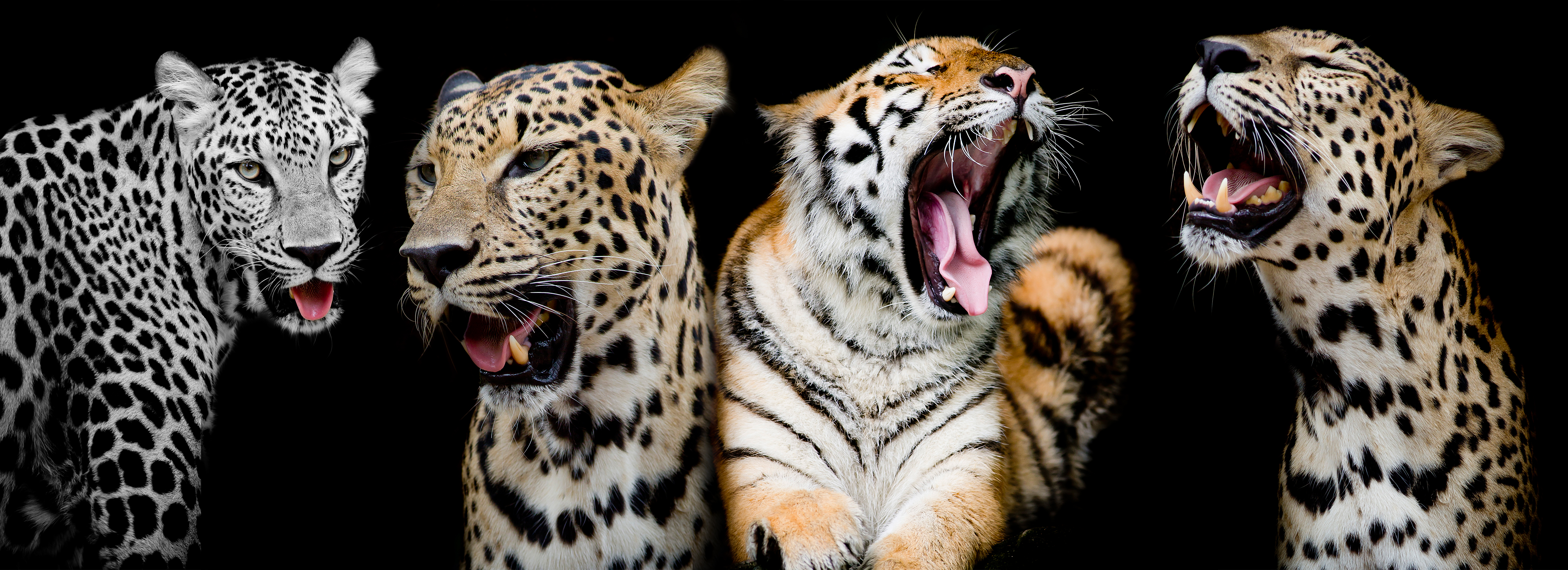 豹子和老虎
