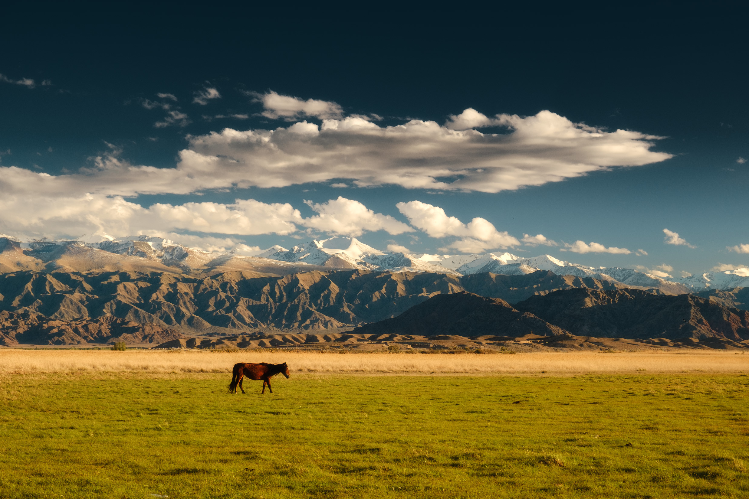 Free photo A horse in a field