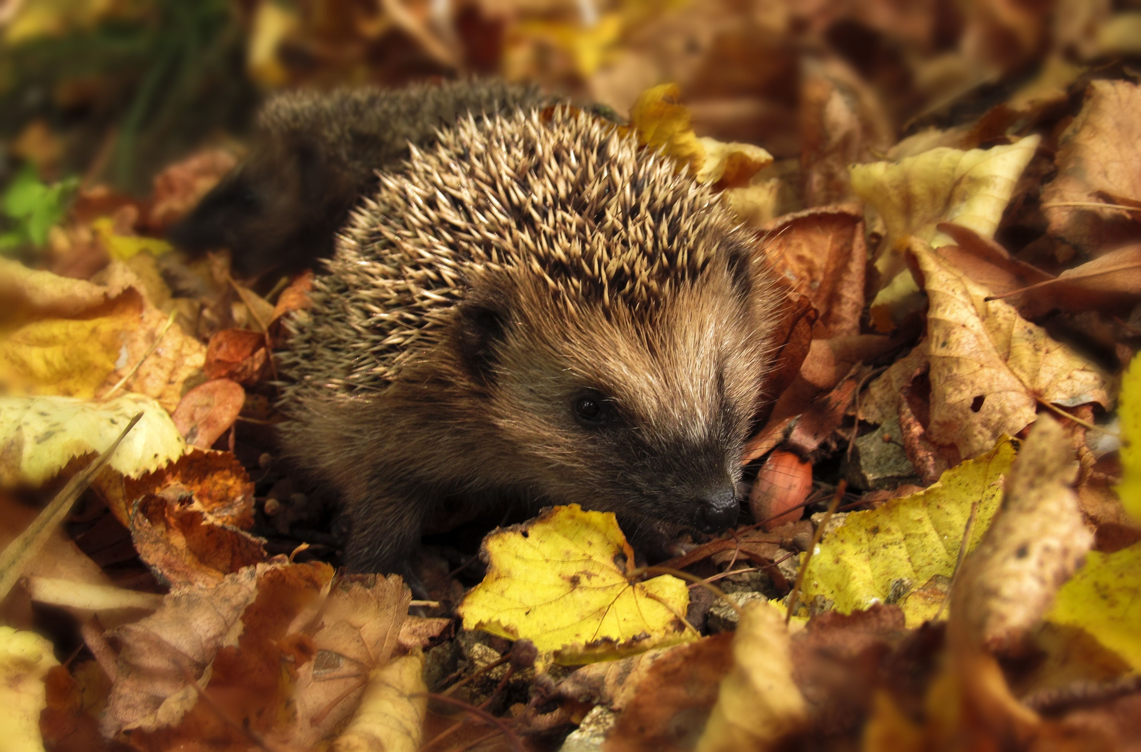 Free photo A hedgehog crawls through dry fall leaves