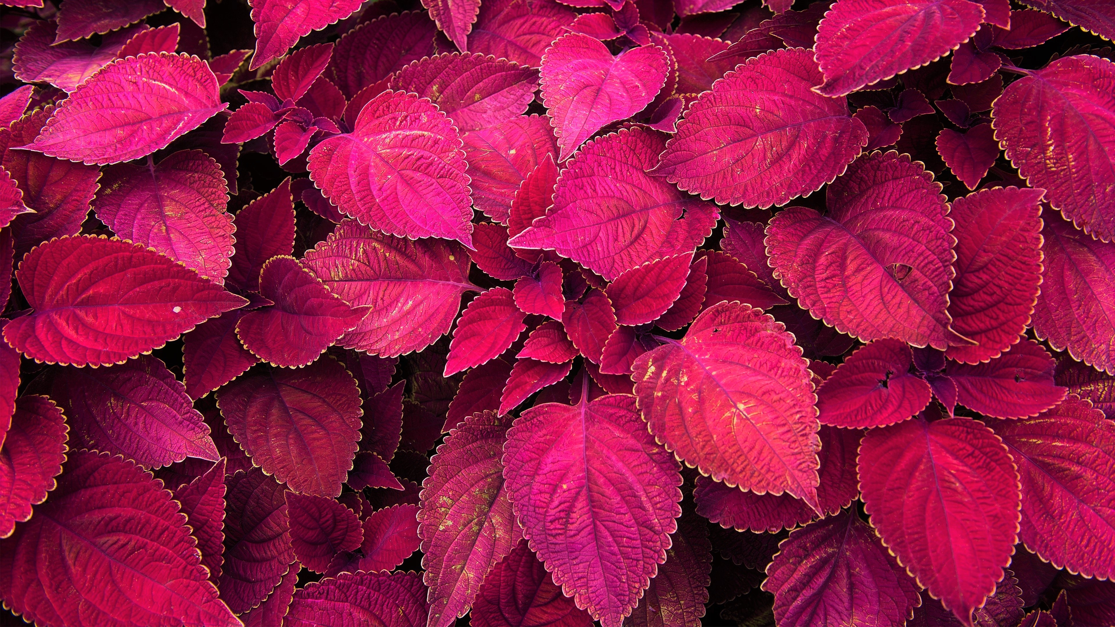 Beautiful big red leaves