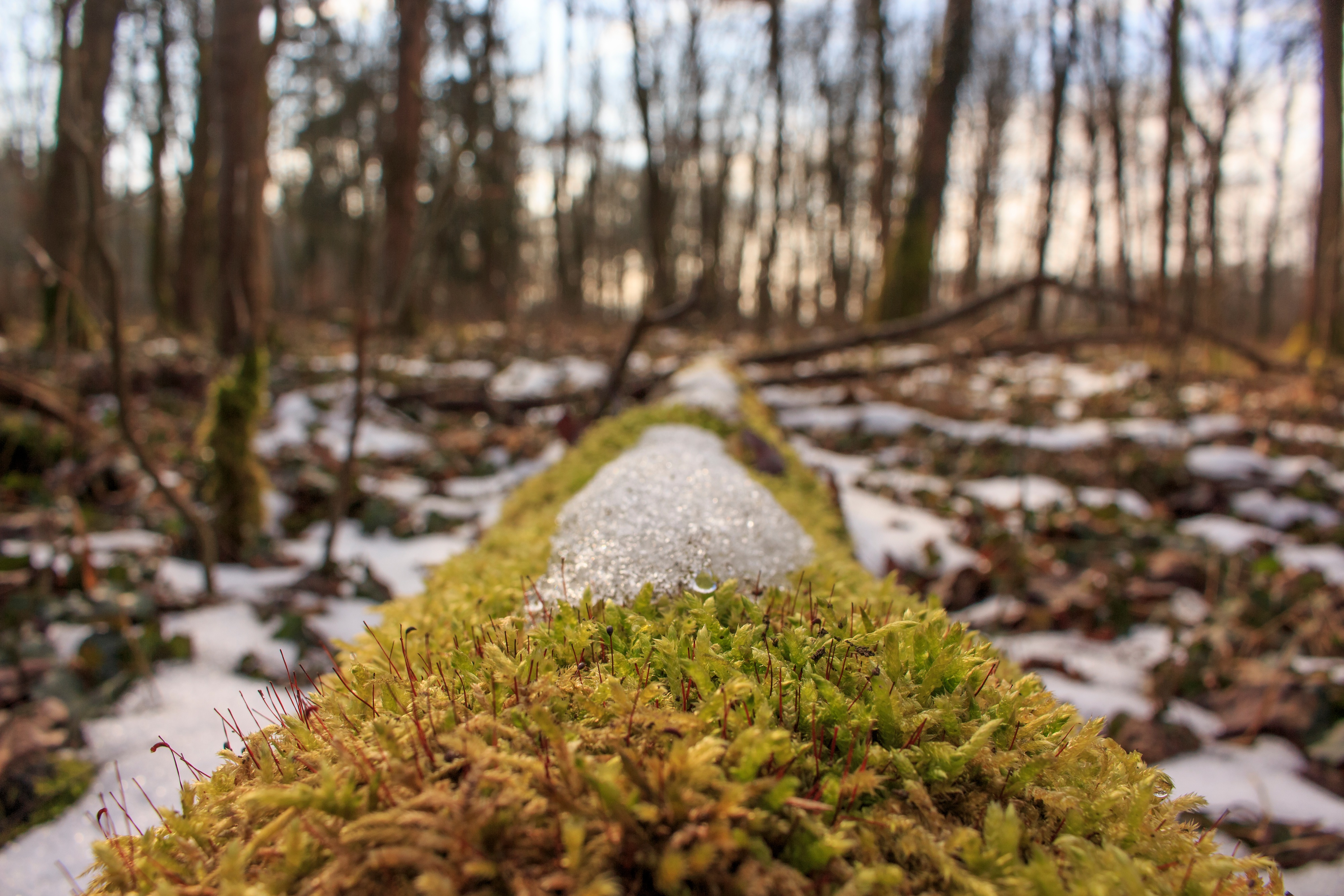 Free photo A fallen tree covered in green moss