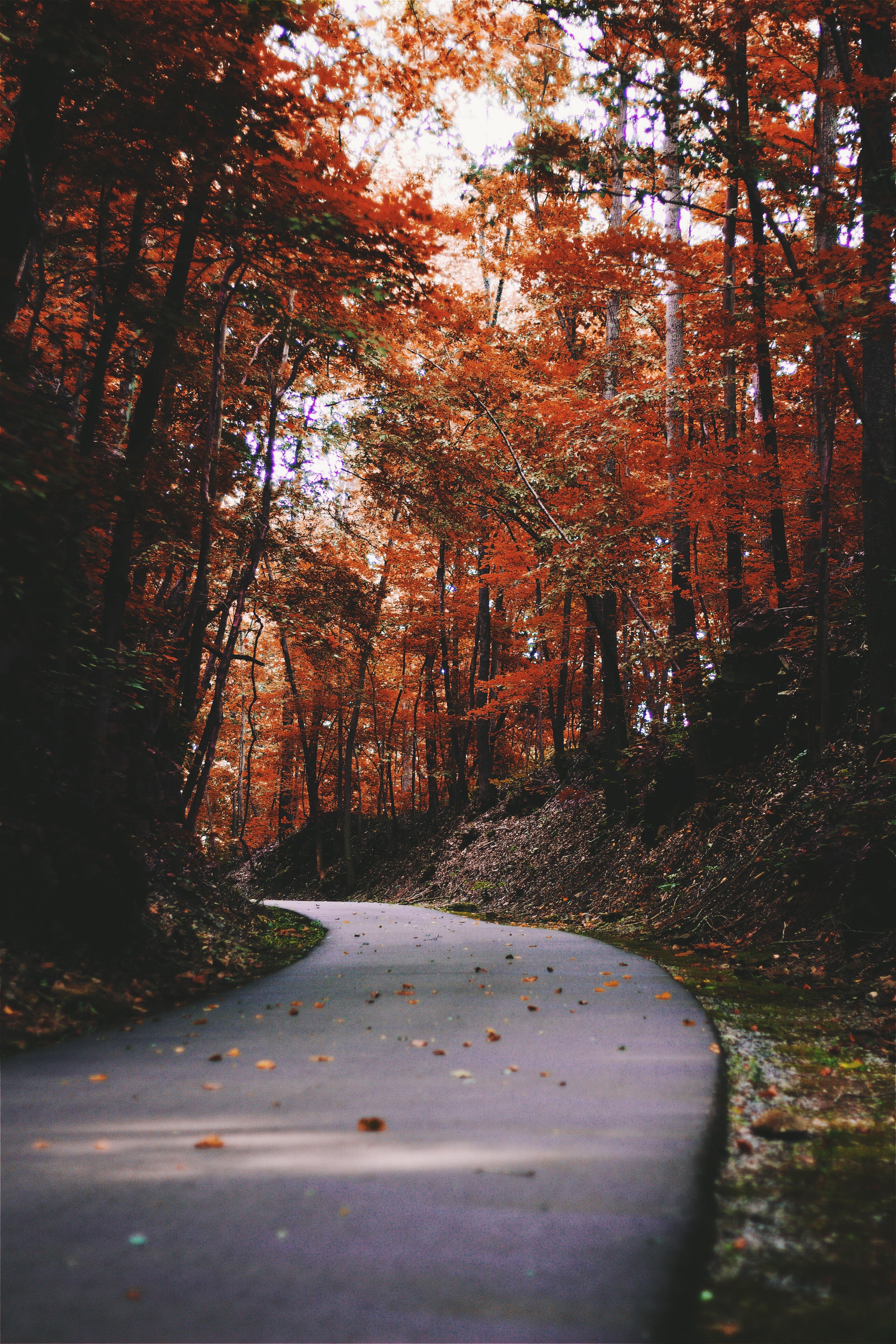 Wallpapers tree nature forest on the desktop