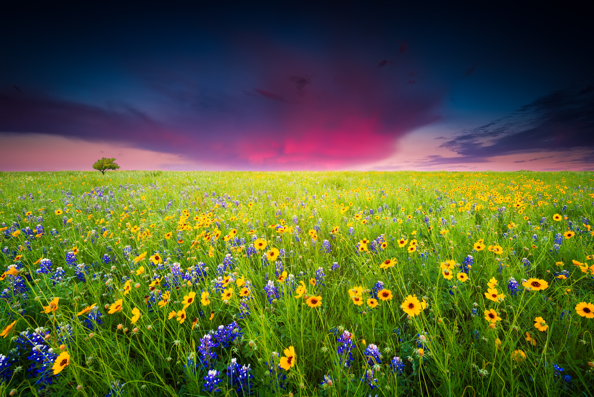 Wallpapers sunset flowers landscape on the desktop