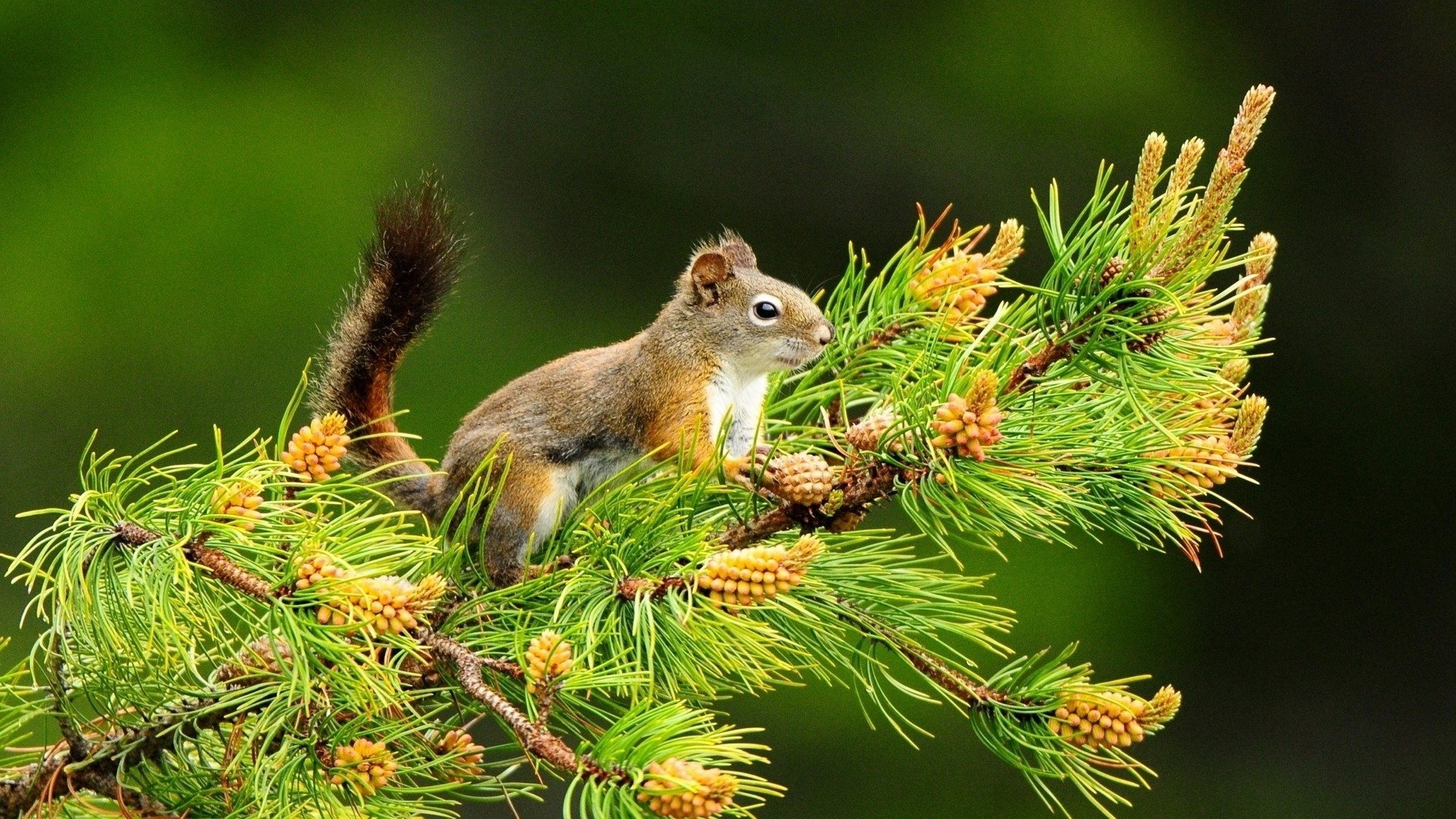 Free photo A squirrel on a spruce branch