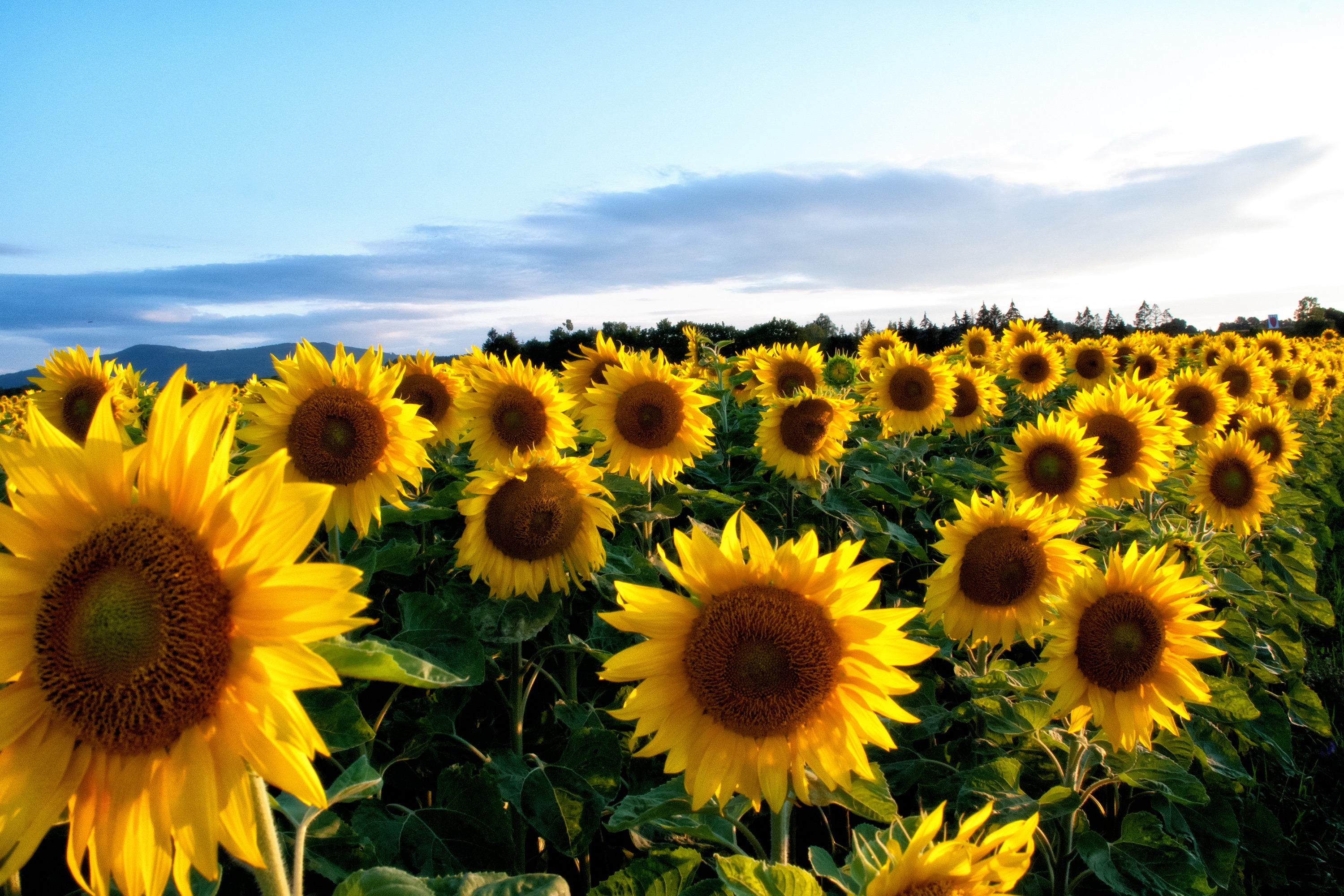 Free photo A large summer field with yellow sunflowers