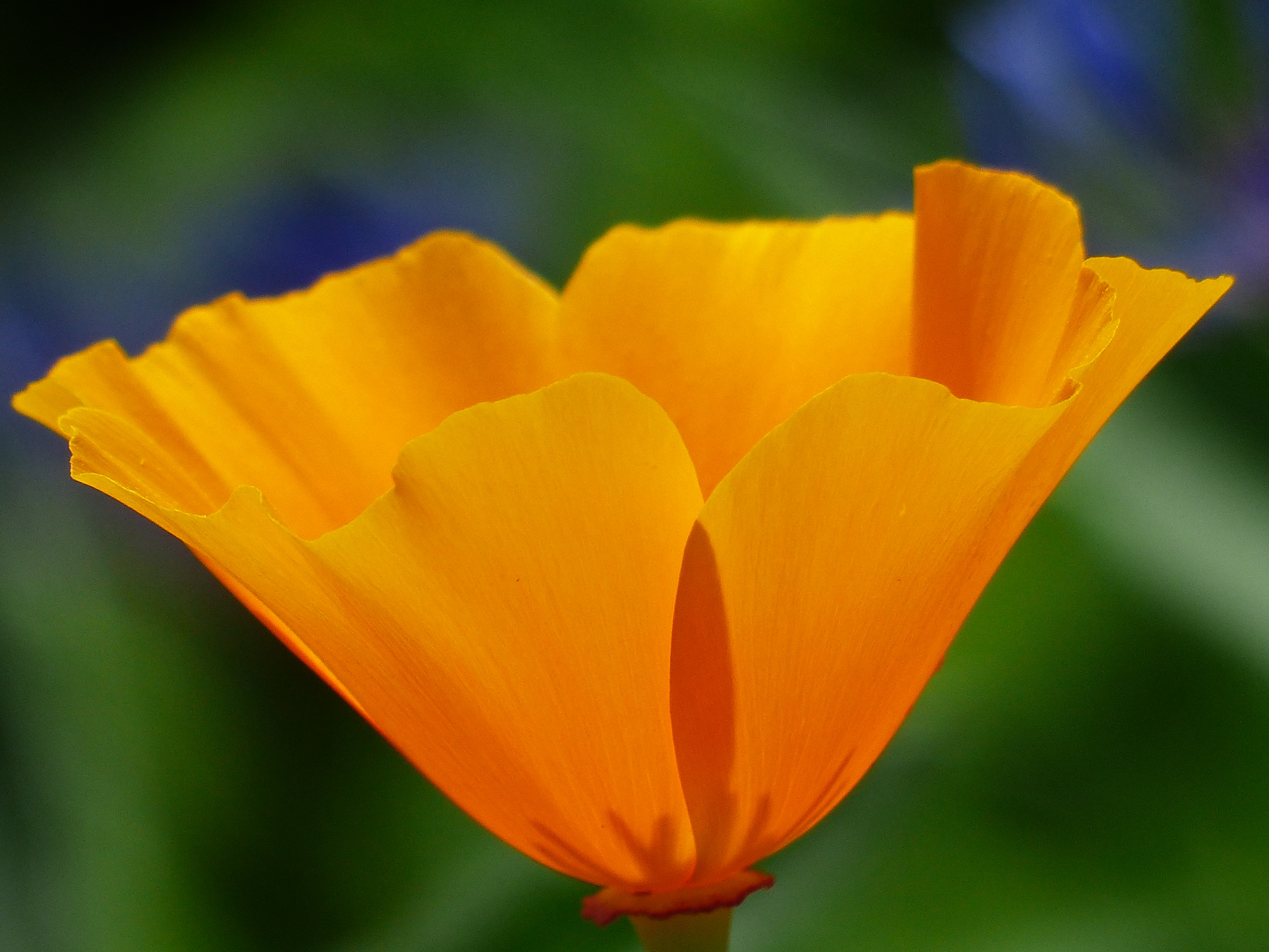 Wallpapers flower plant petal on the desktop