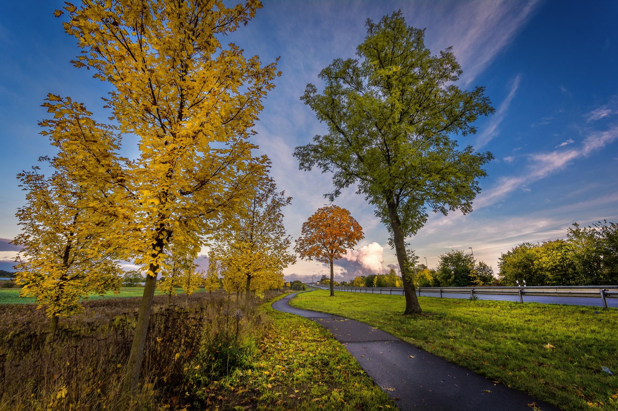 Wallpapers autumn road yellow leaves on the desktop