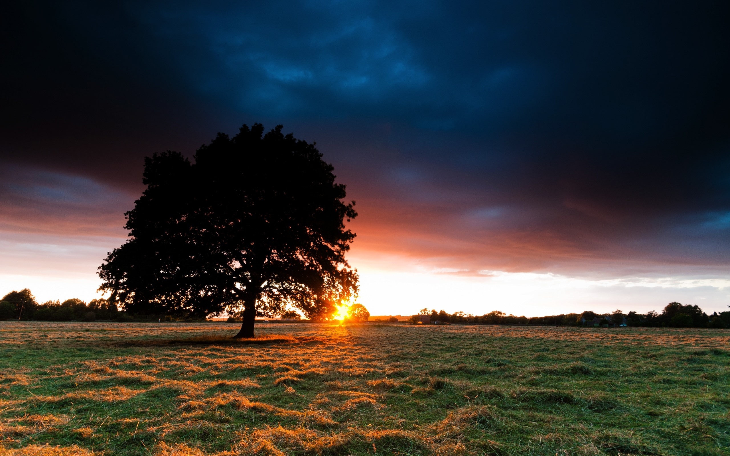 Wallpapers sunset lonely tree field on the desktop