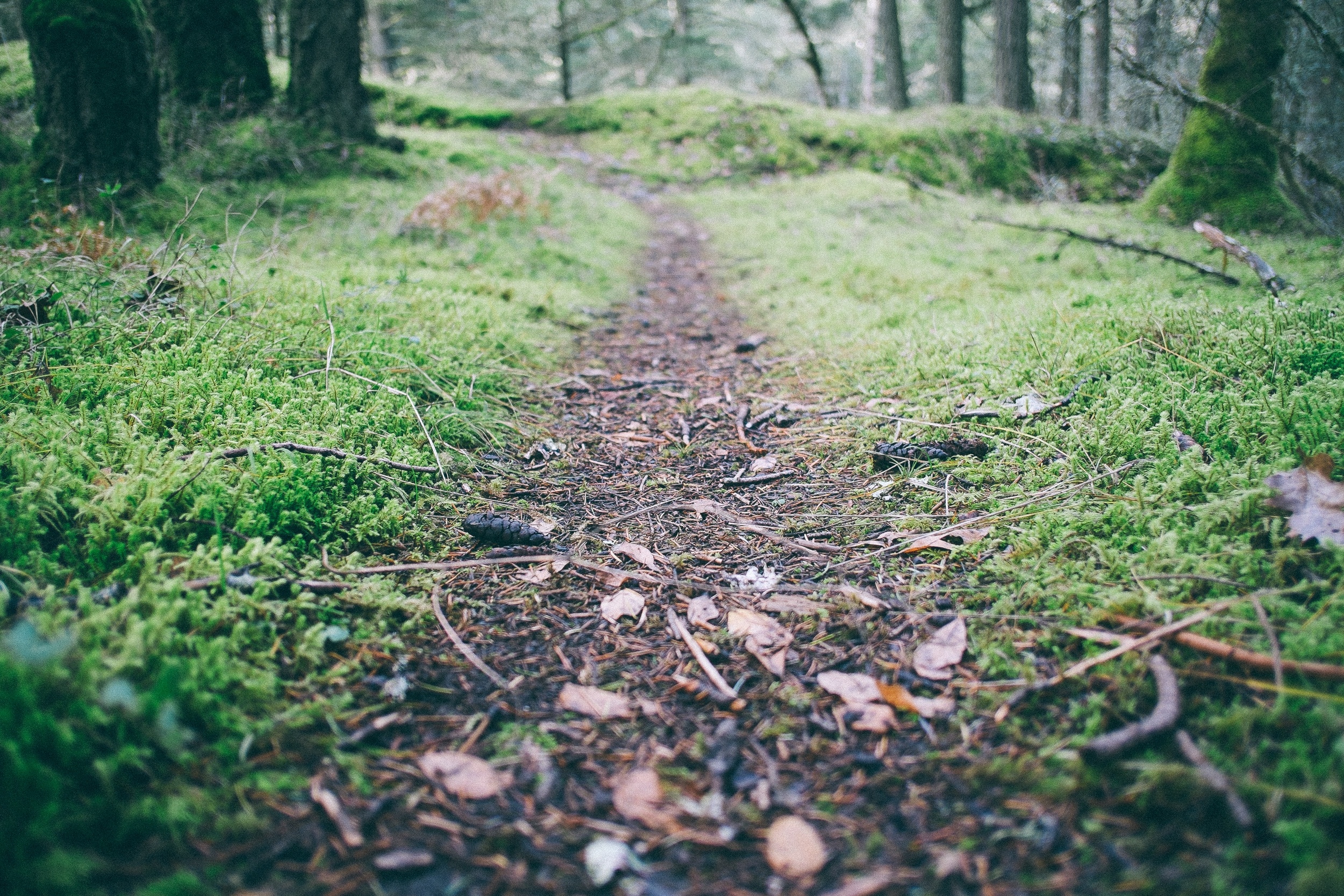 Free photo Path in the forest