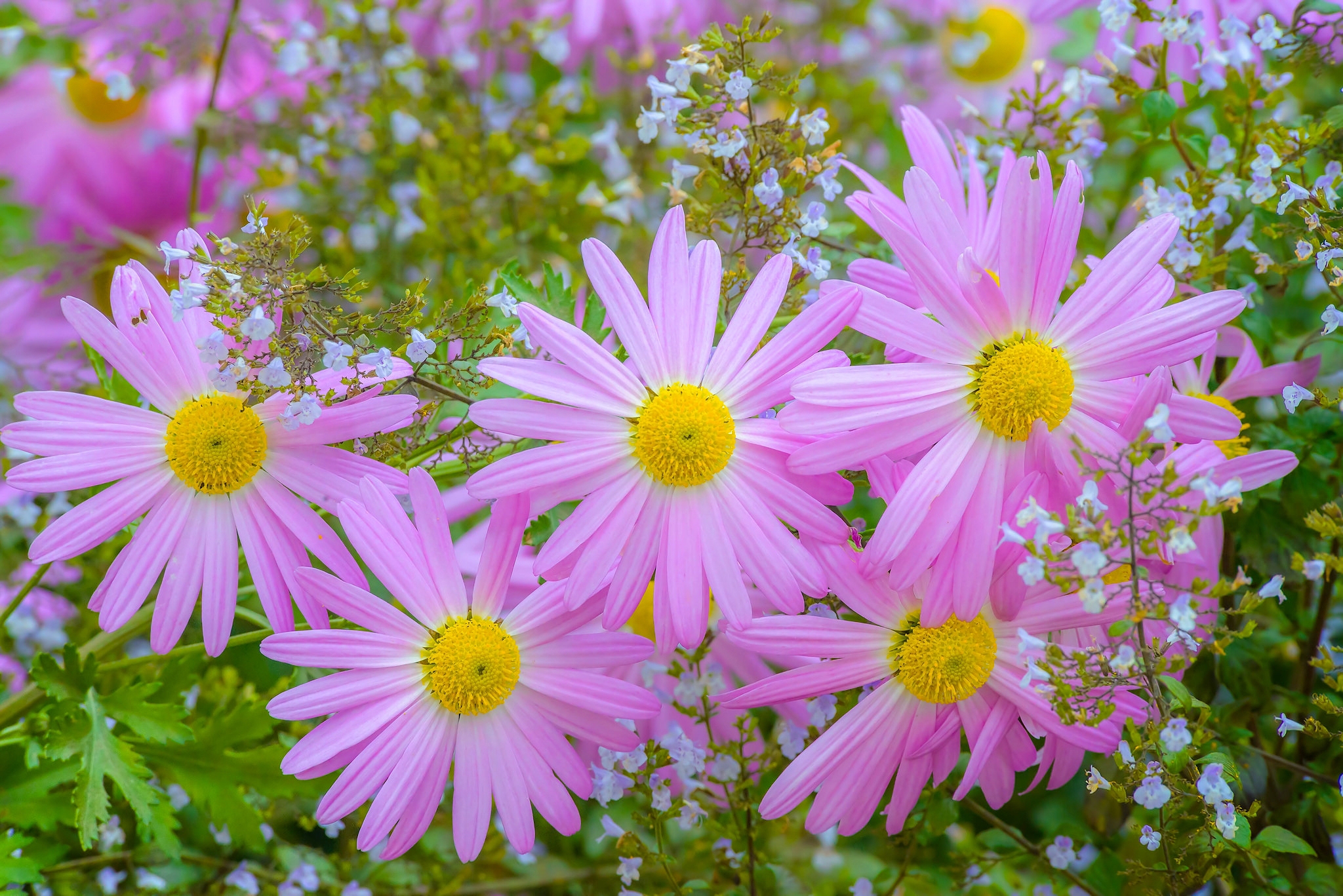 Wallpapers wallpaper chrysanthemum violet leaves on the desktop