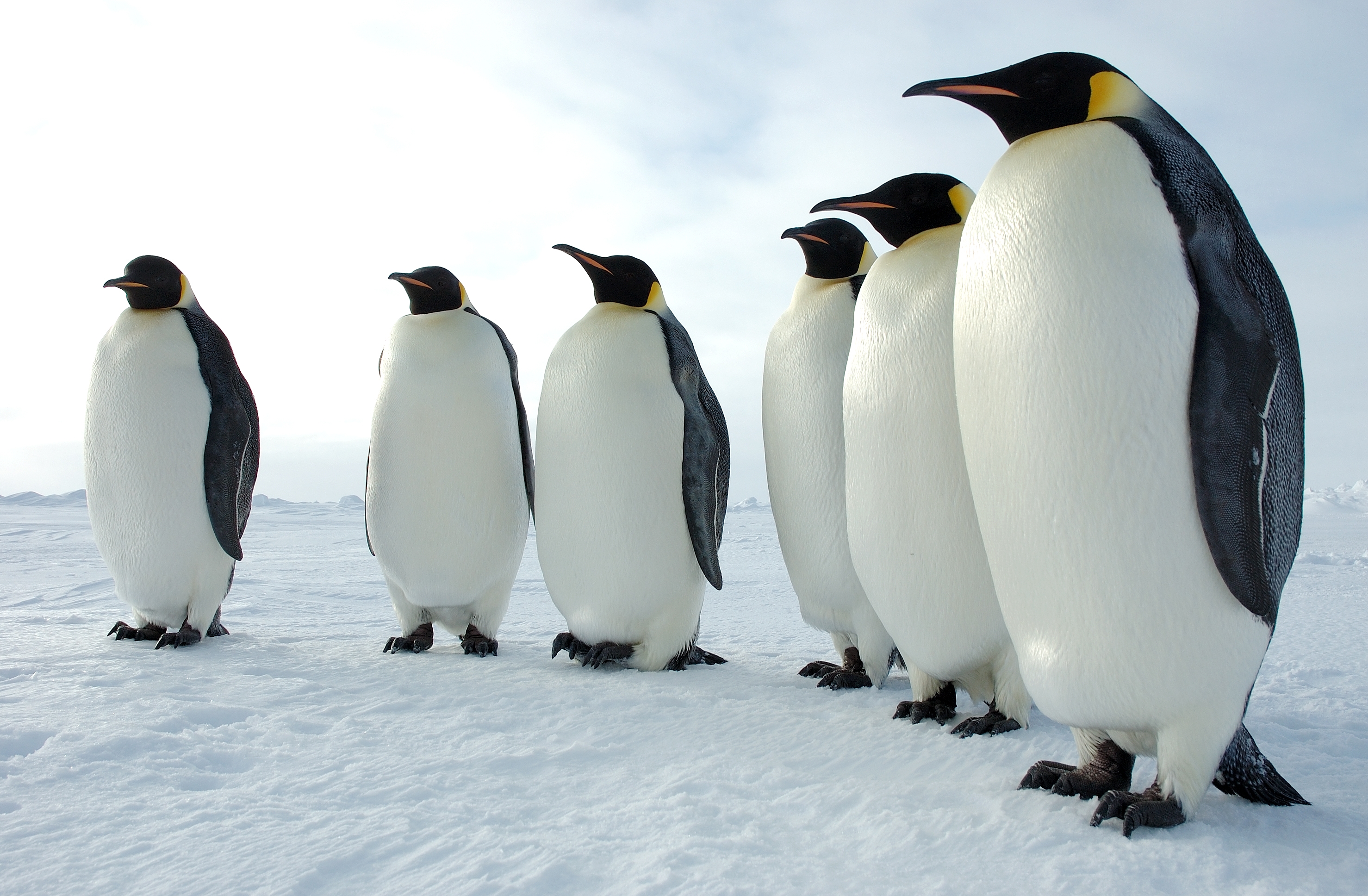 Wallpapers wallpaper penguins snow Arctic on the desktop