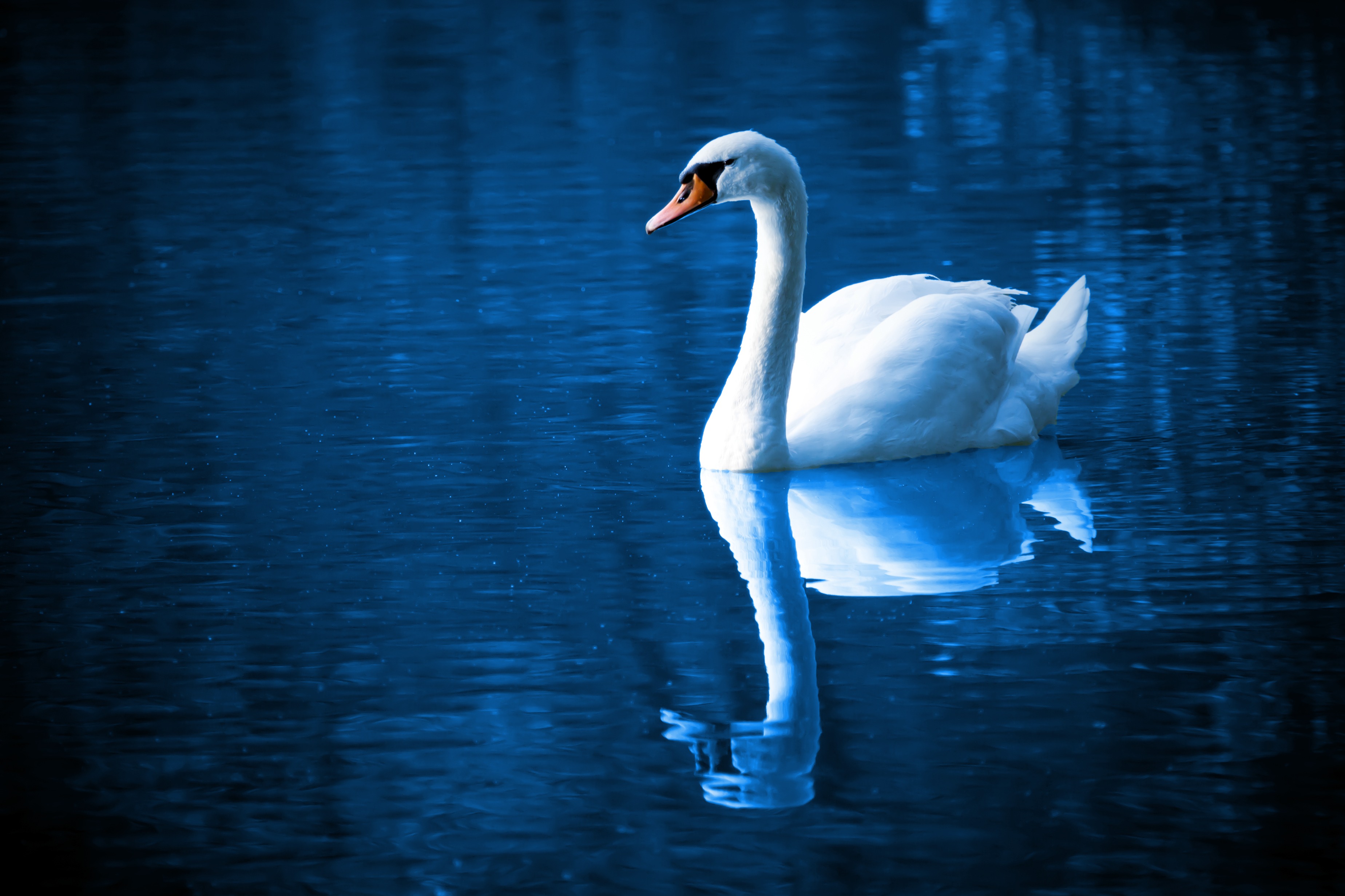 A white swan floating on the lake.
