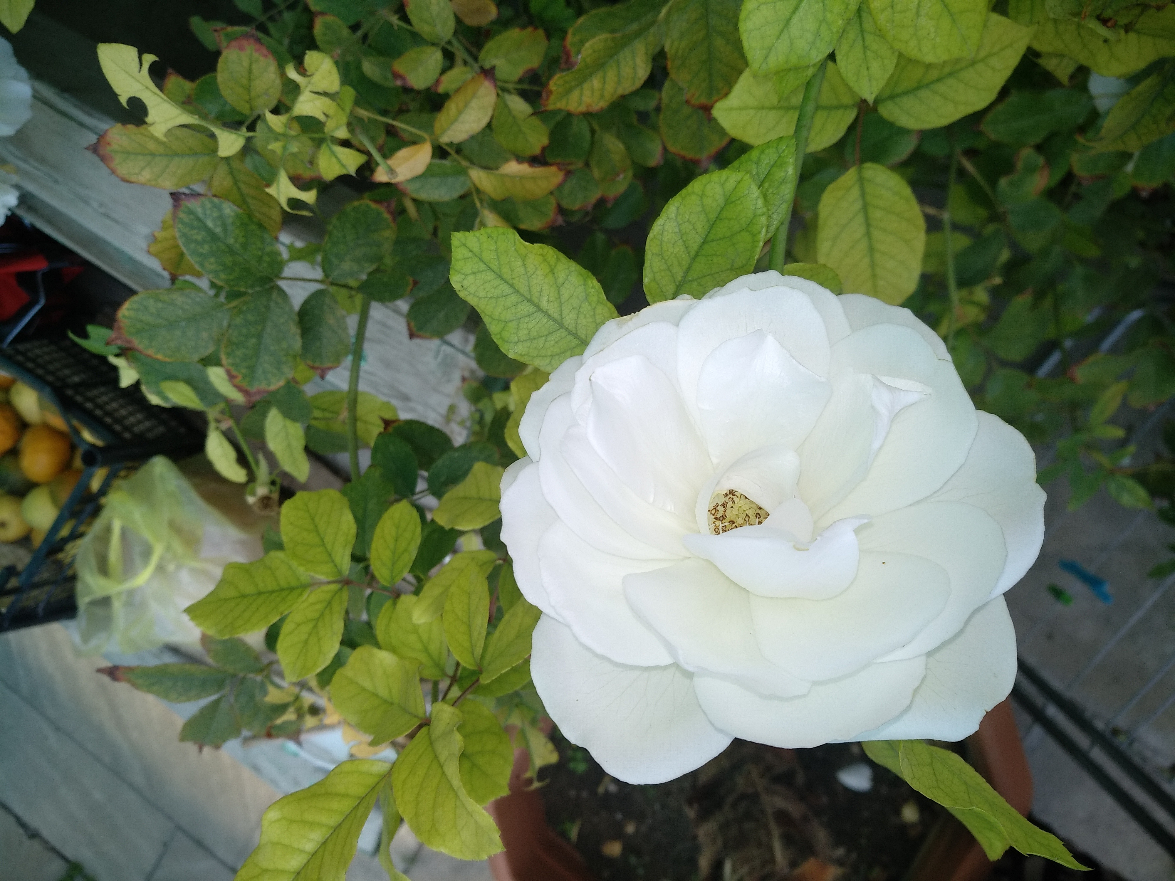 免费照片窗台上的白玫瑰