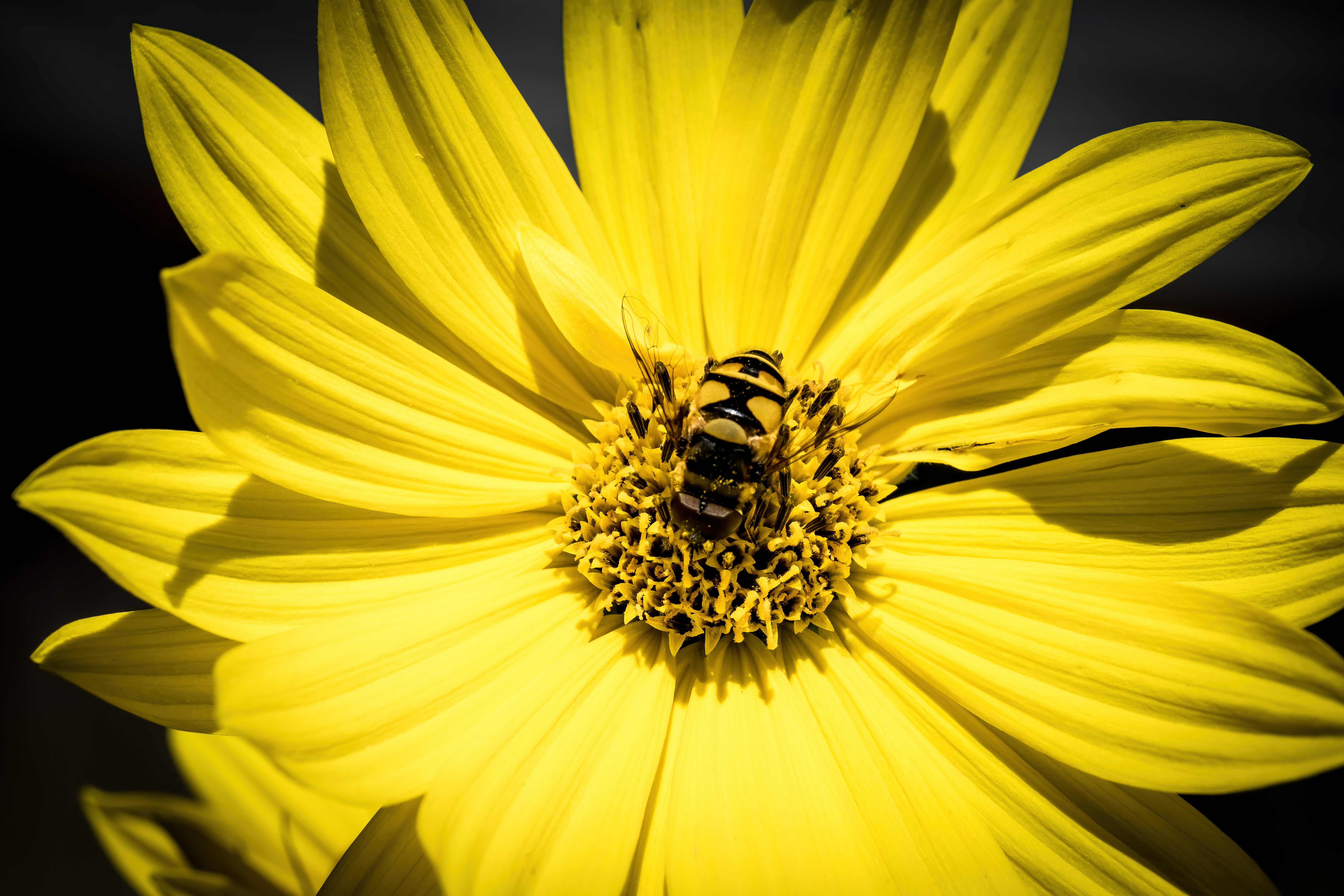 Free photo The little floret collects nectar from a yellow flower